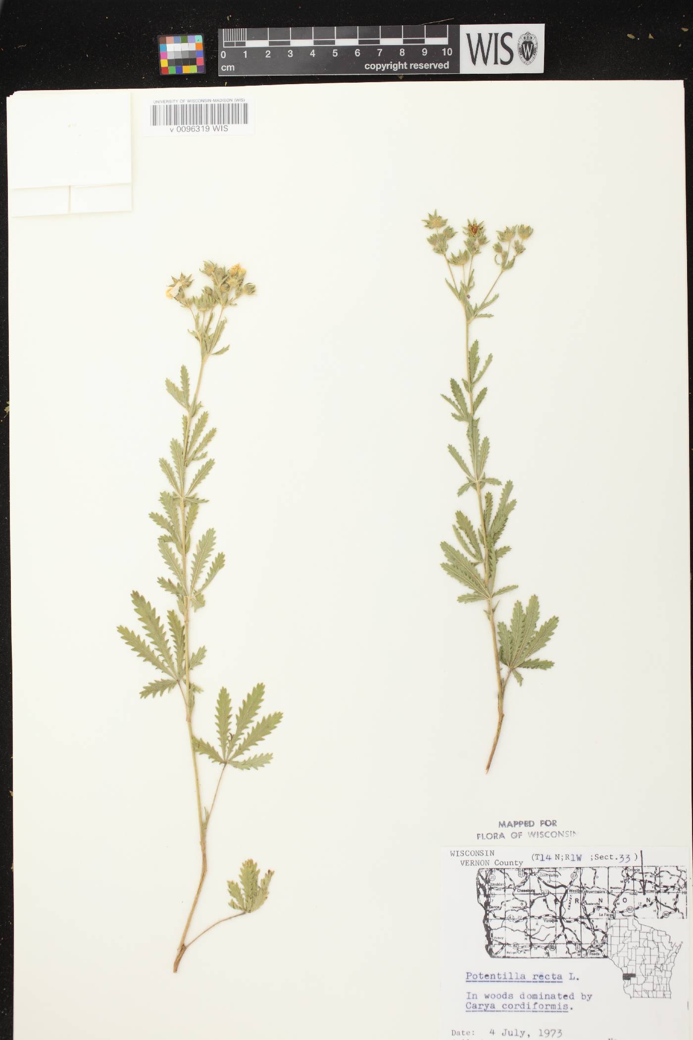 Potentilla recta image