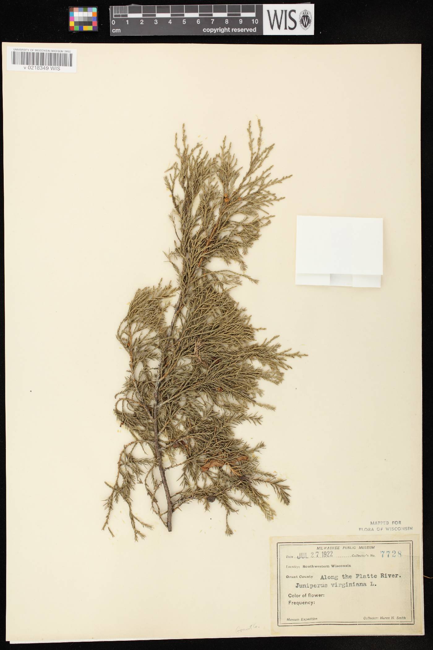 Juniperus virginiana var. virginiana image
