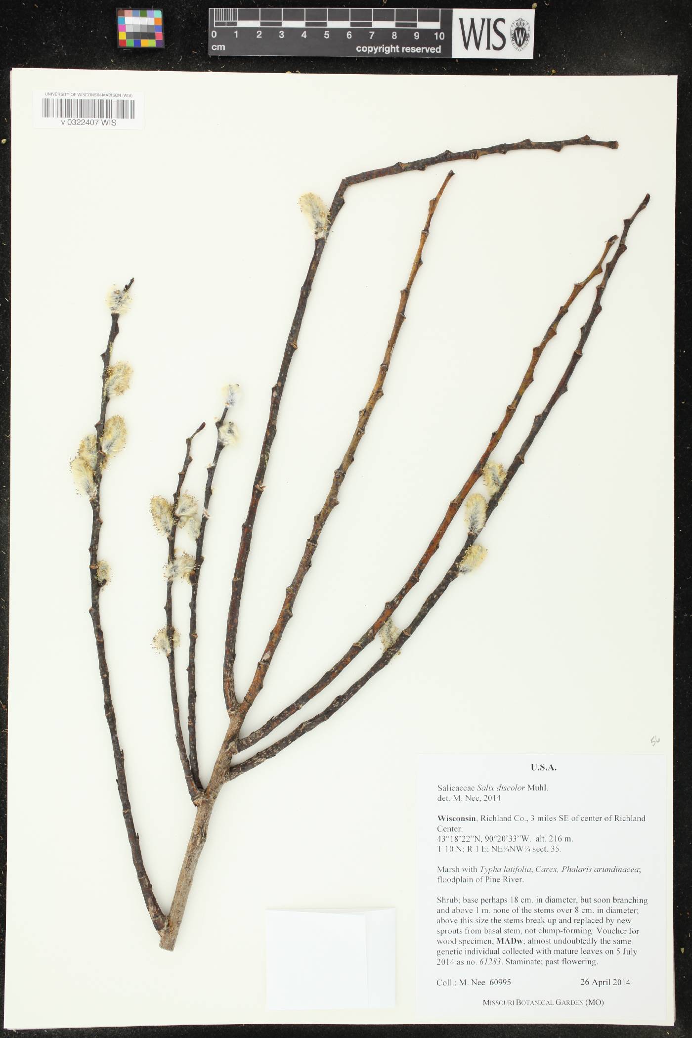 Salix discolor image