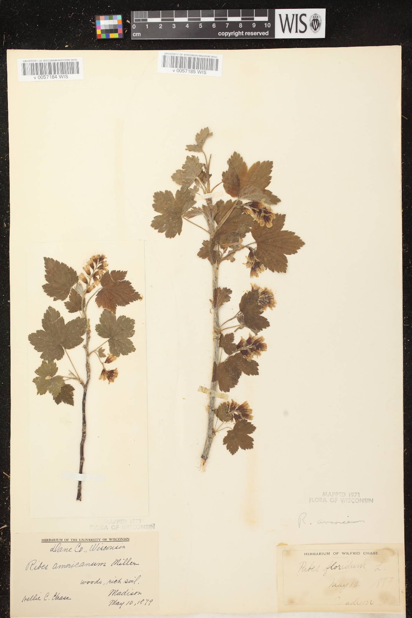 Ribes americanum image