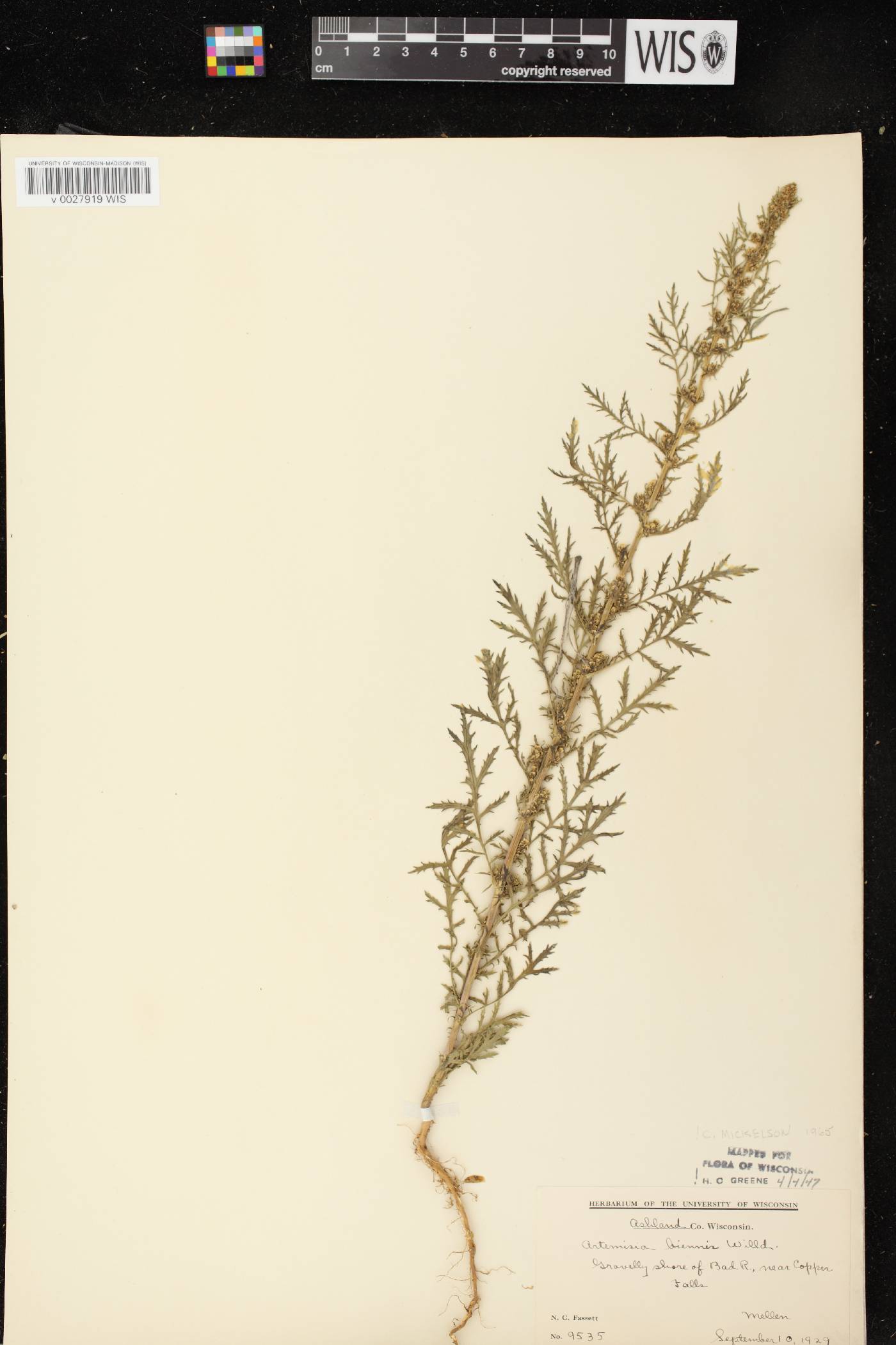 Artemisia biennis image