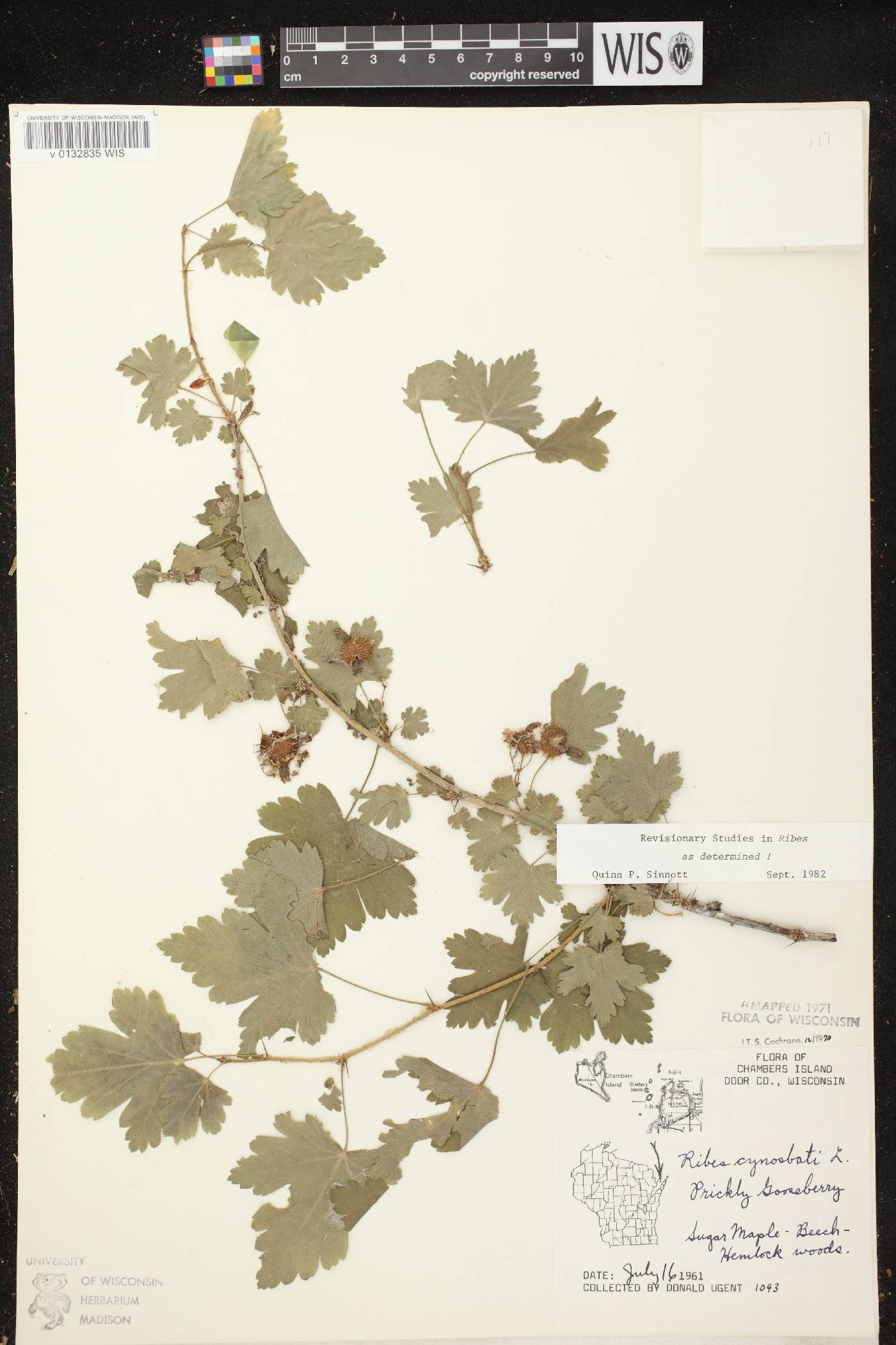 Ribes cynosbati image