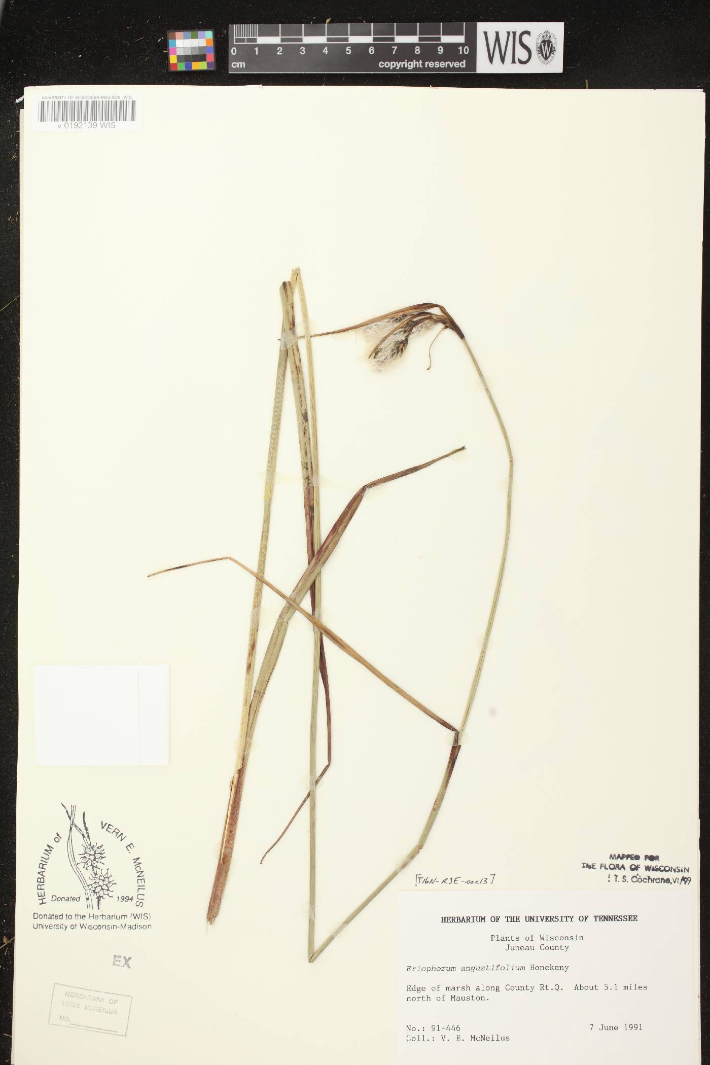 Eriophorum angustifolium image