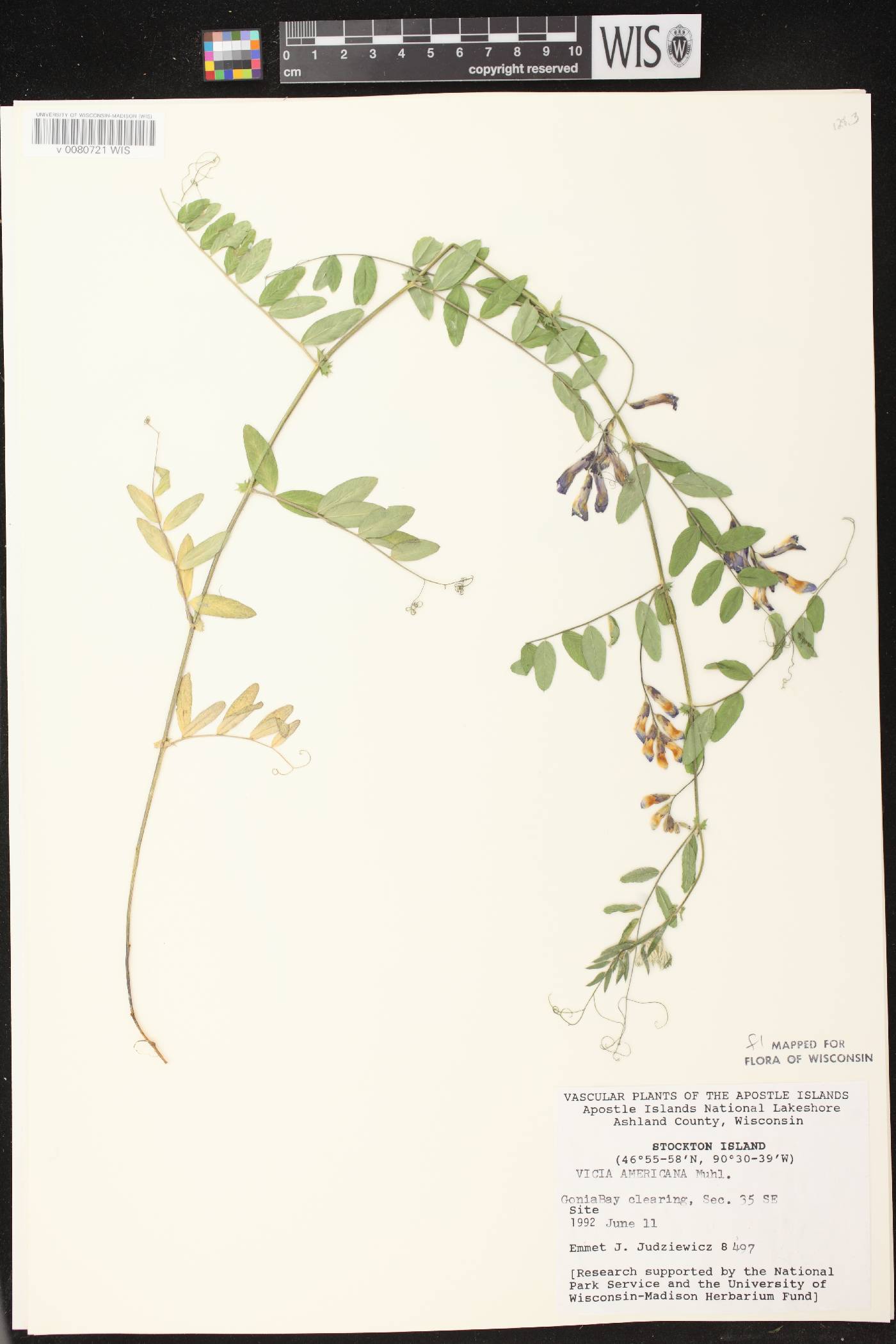 Vicia americana image