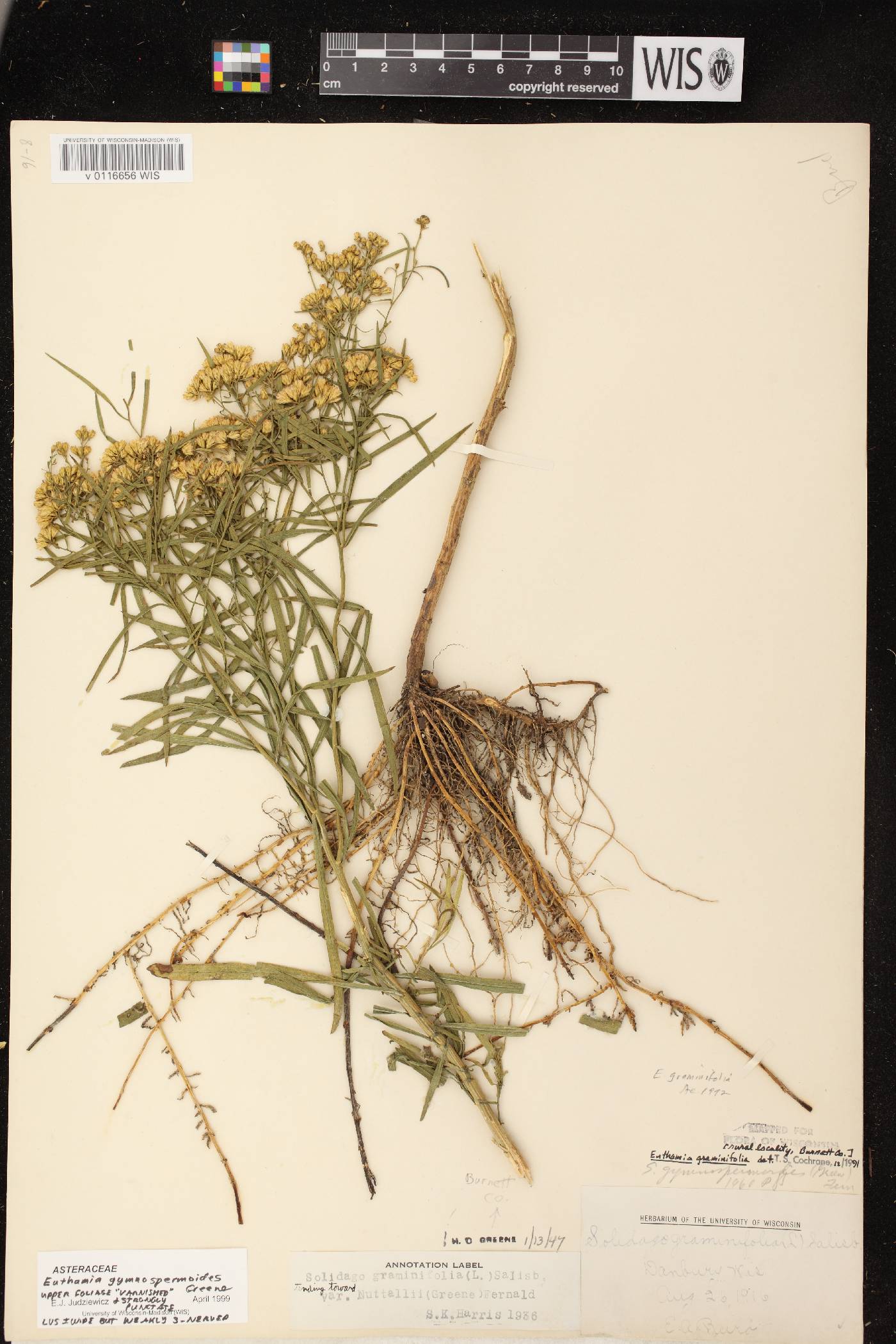 Euthamia gymnospermoides image