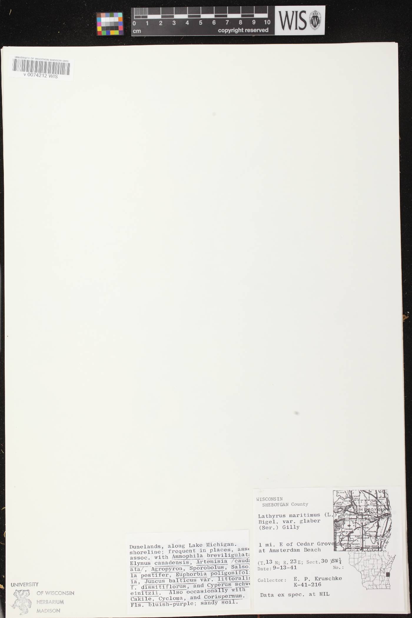Lathyrus japonicus image