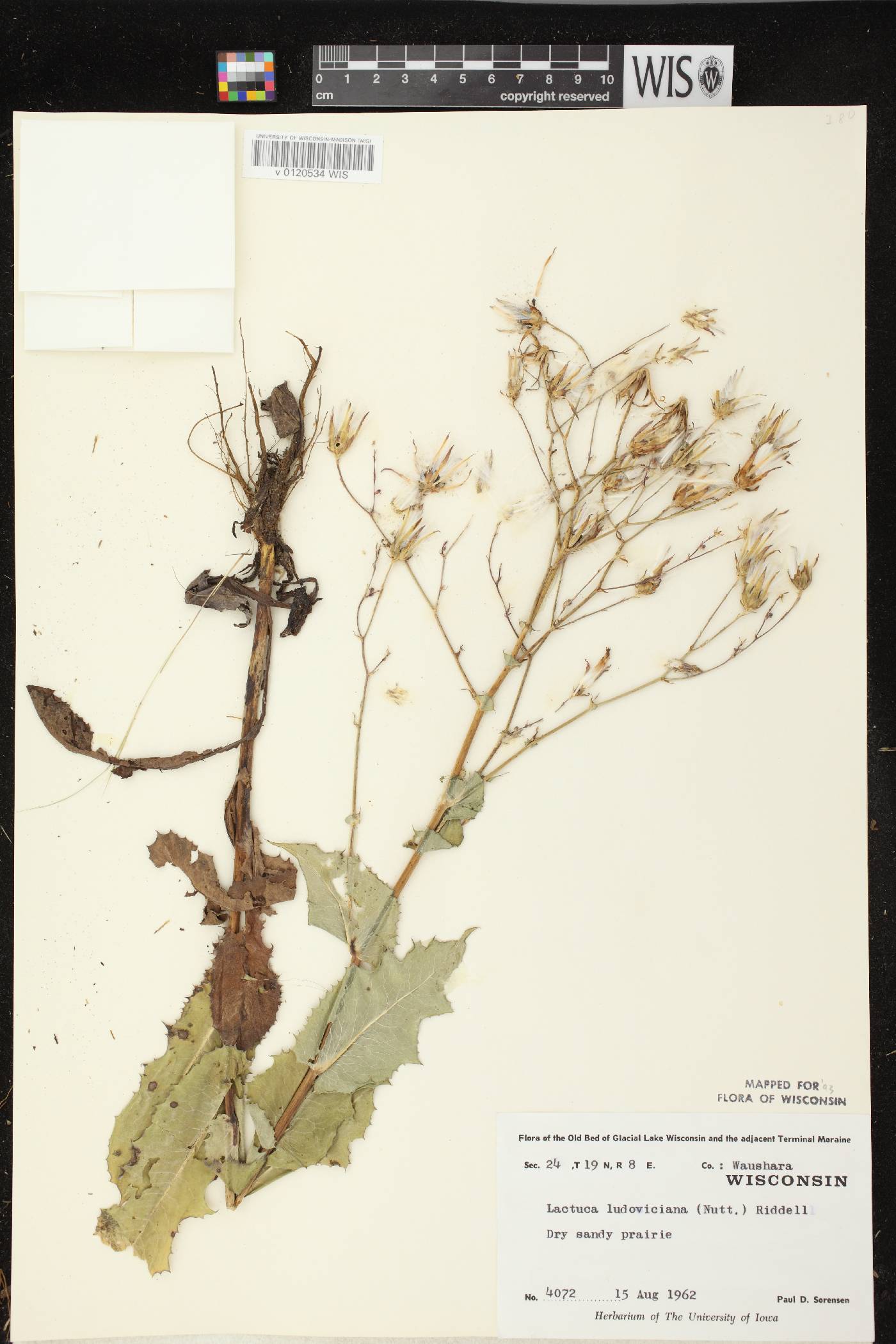 Lactuca ludoviciana image