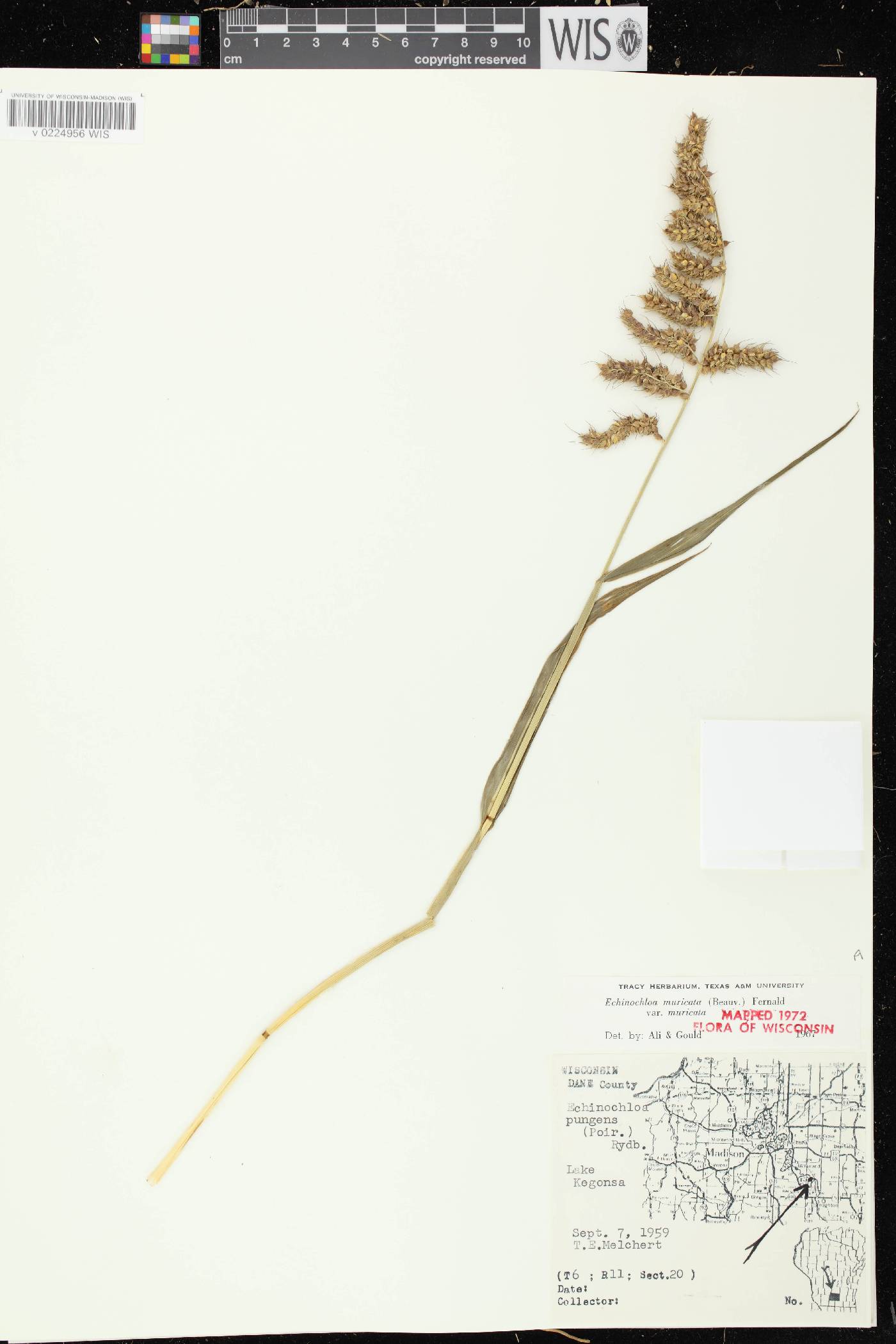 Echinochloa muricata var. muricata image