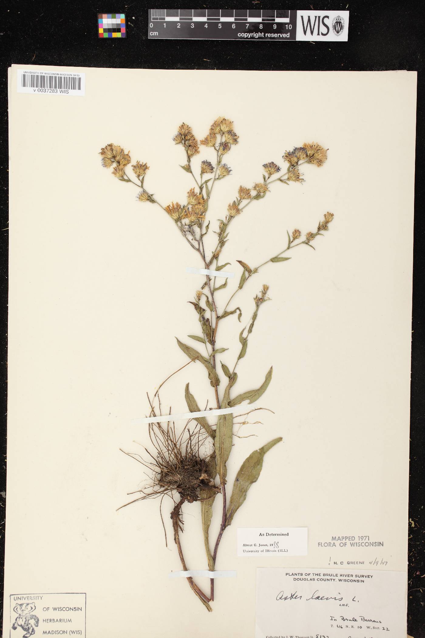 Symphyotrichum laeve image