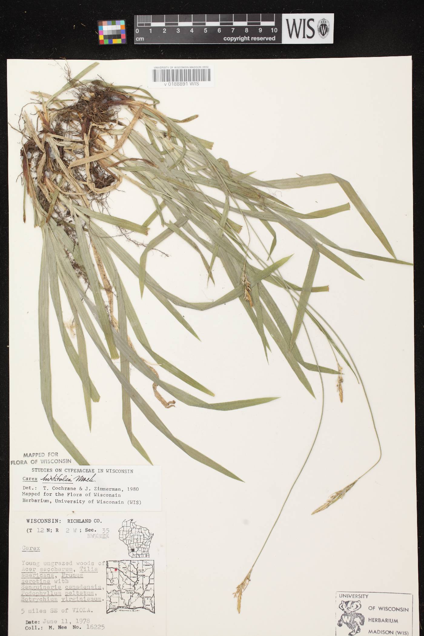 Carex hirtifolia image