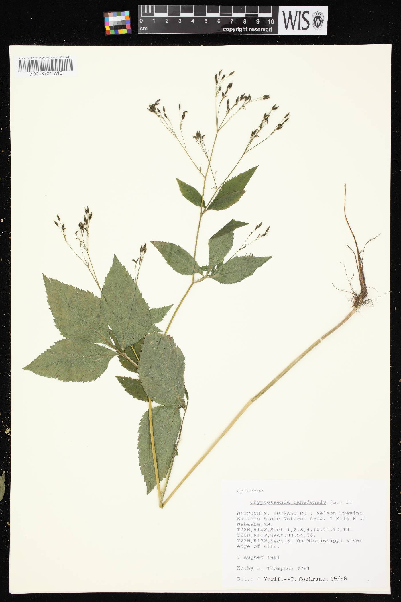 Cryptotaenia canadensis image