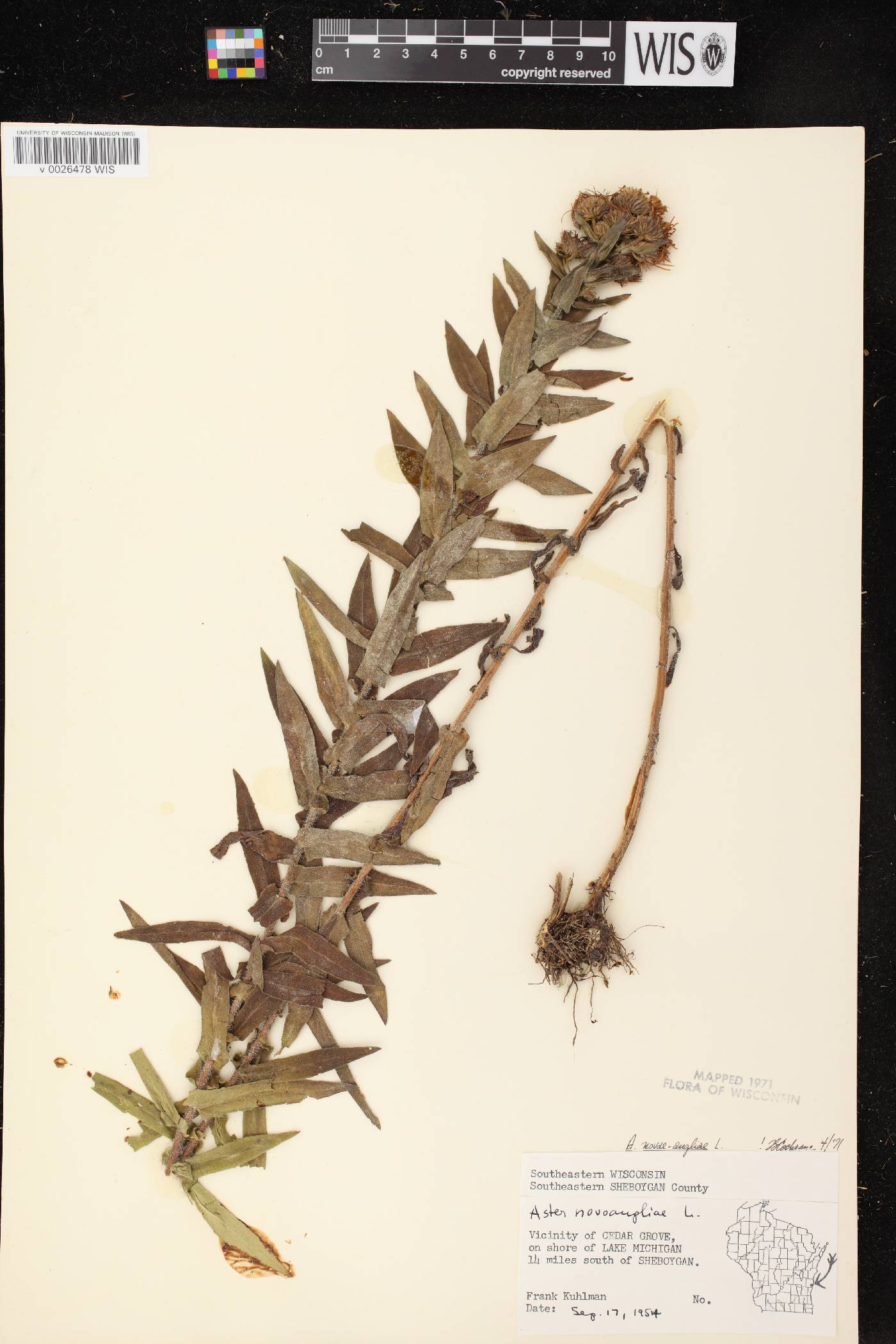 Symphyotrichum novae-angliae image
