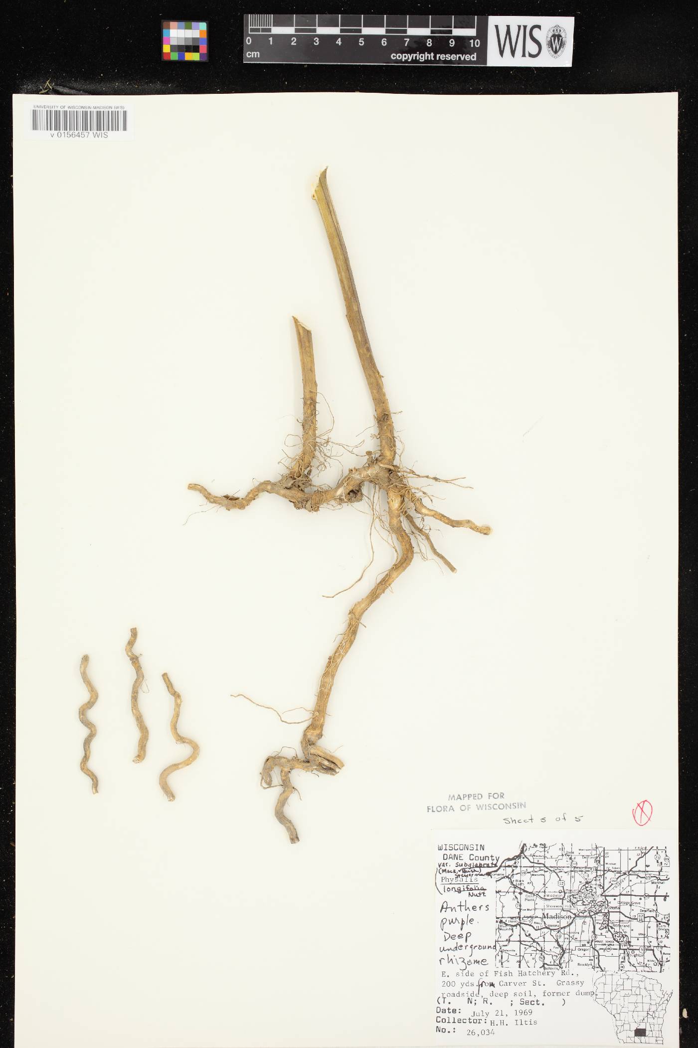 Physalis longifolia image