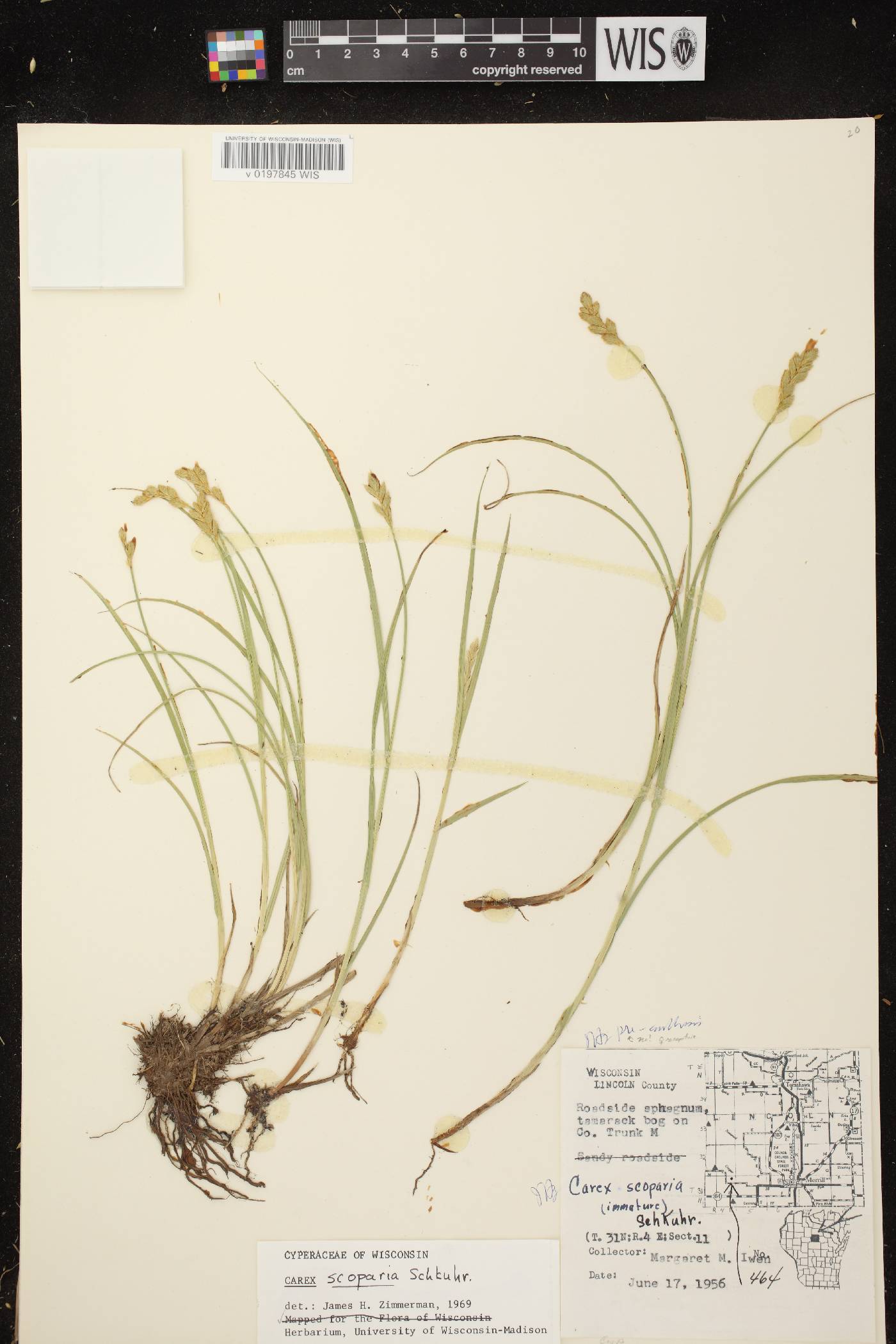 Carex scoparia var. scoparia image