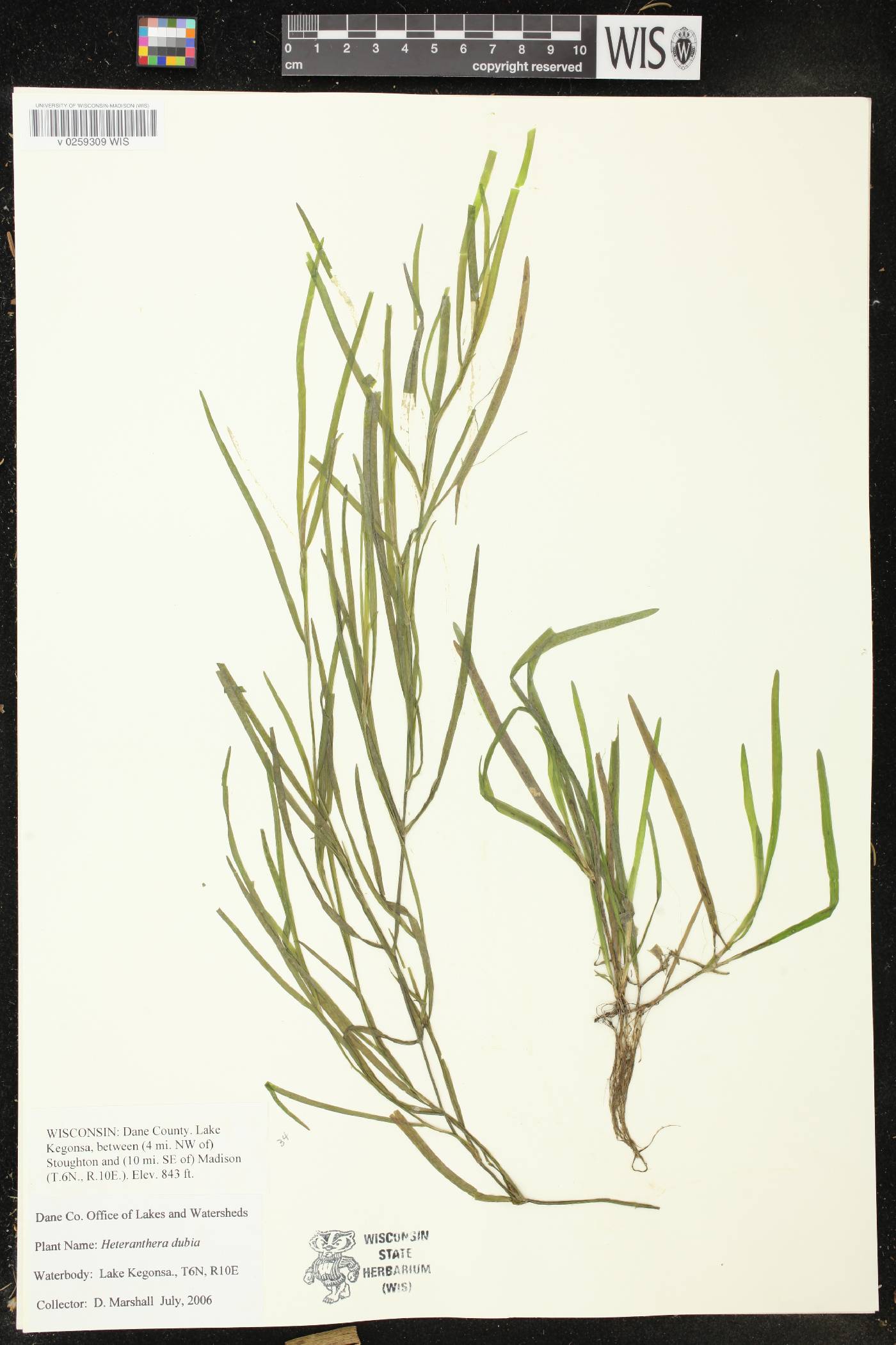 Heteranthera dubia image