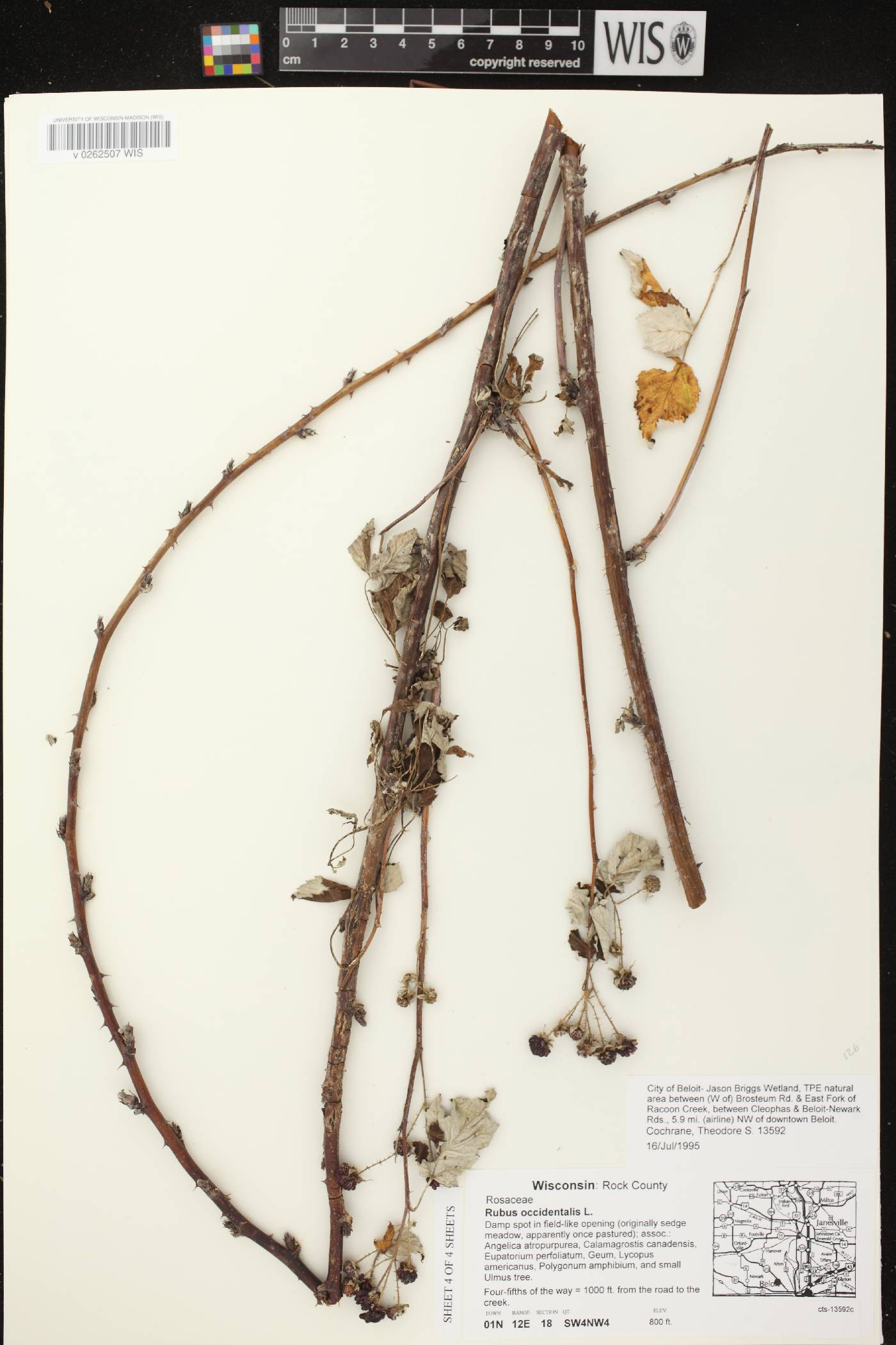 Rubus occidentalis image