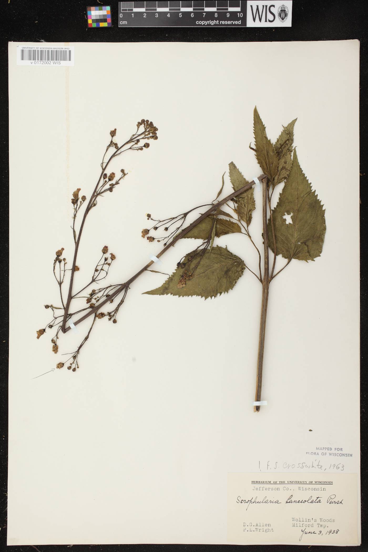 Scrophularia lanceolata image