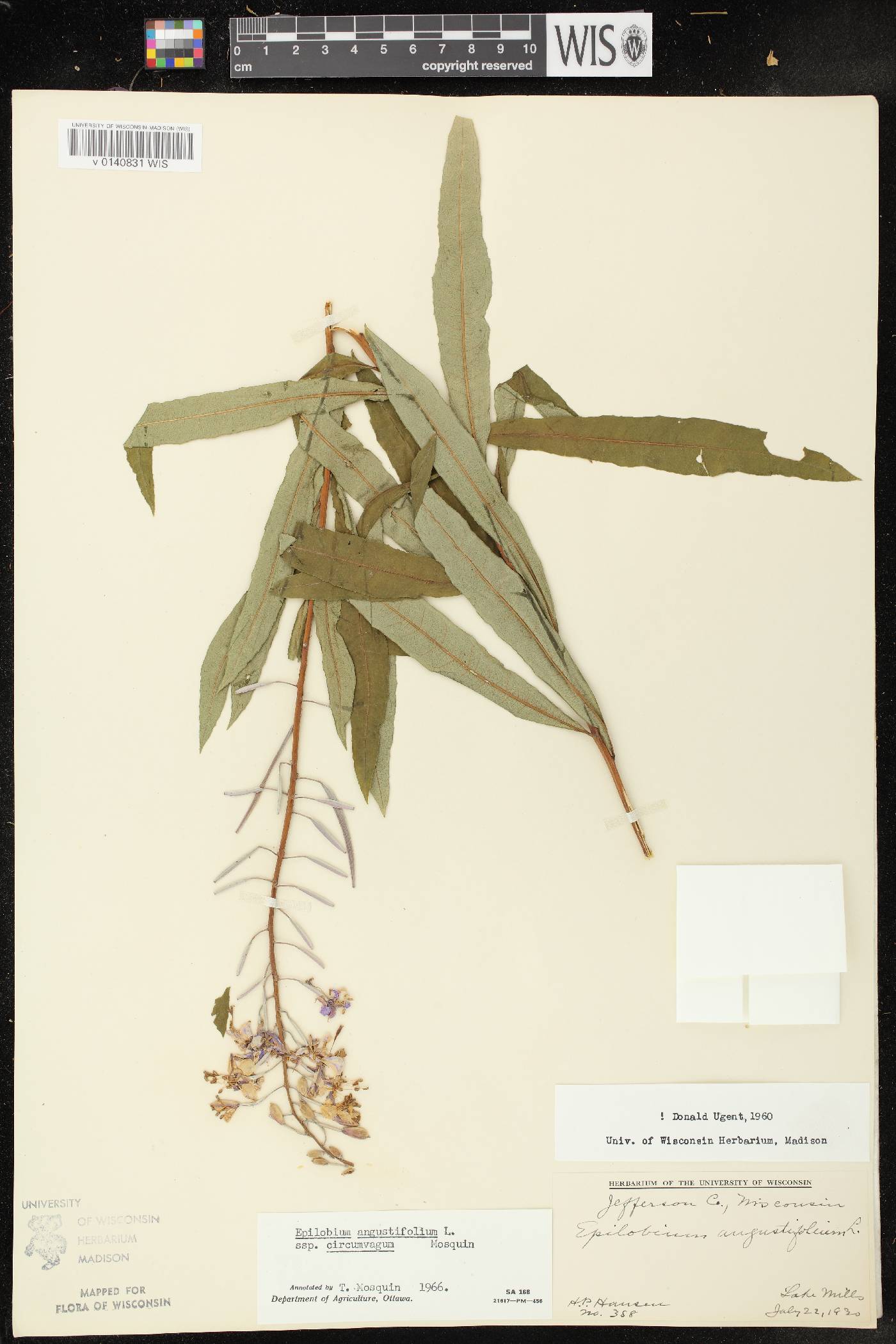 Chamerion angustifolium subsp. circumvagum image
