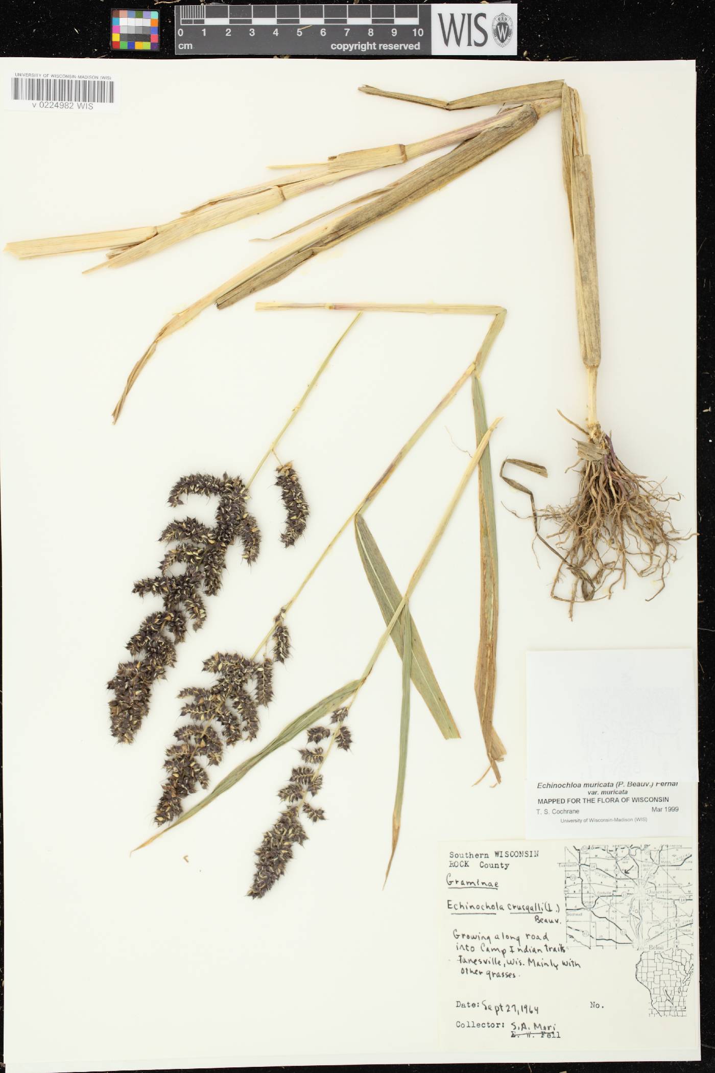 Echinochloa muricata var. muricata image