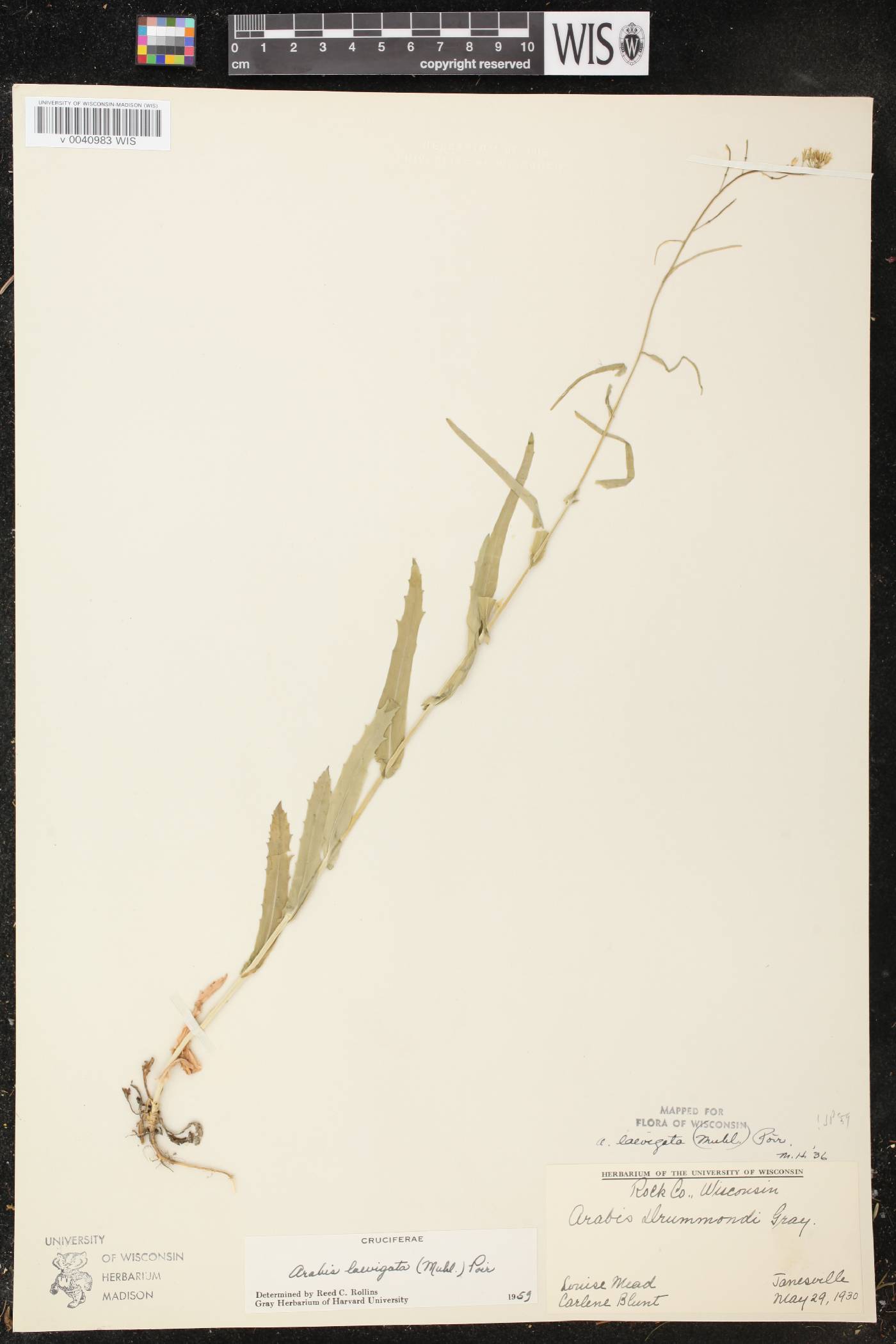 Boechera laevigata image