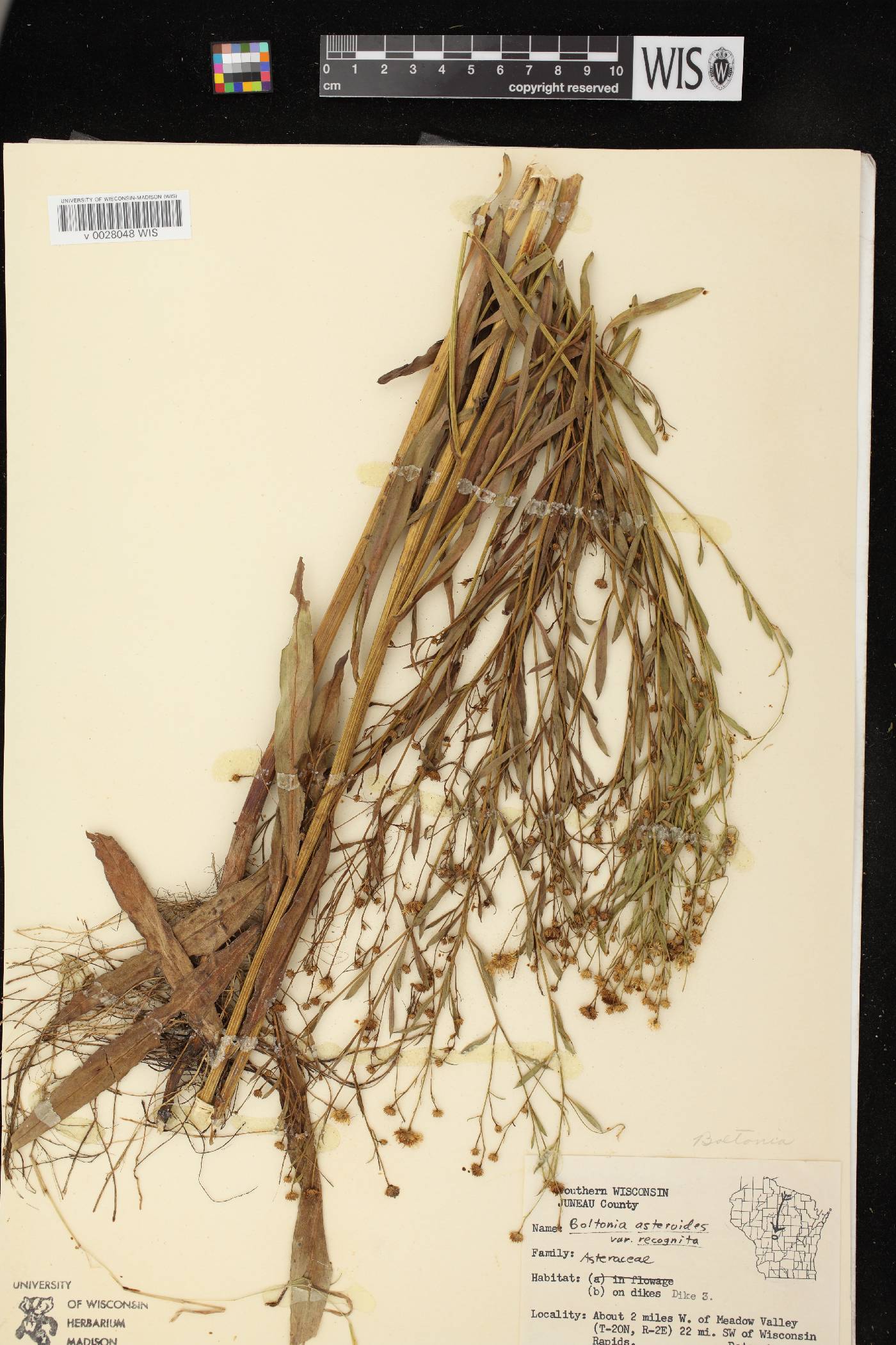 Boltonia asteroides var. recognita image