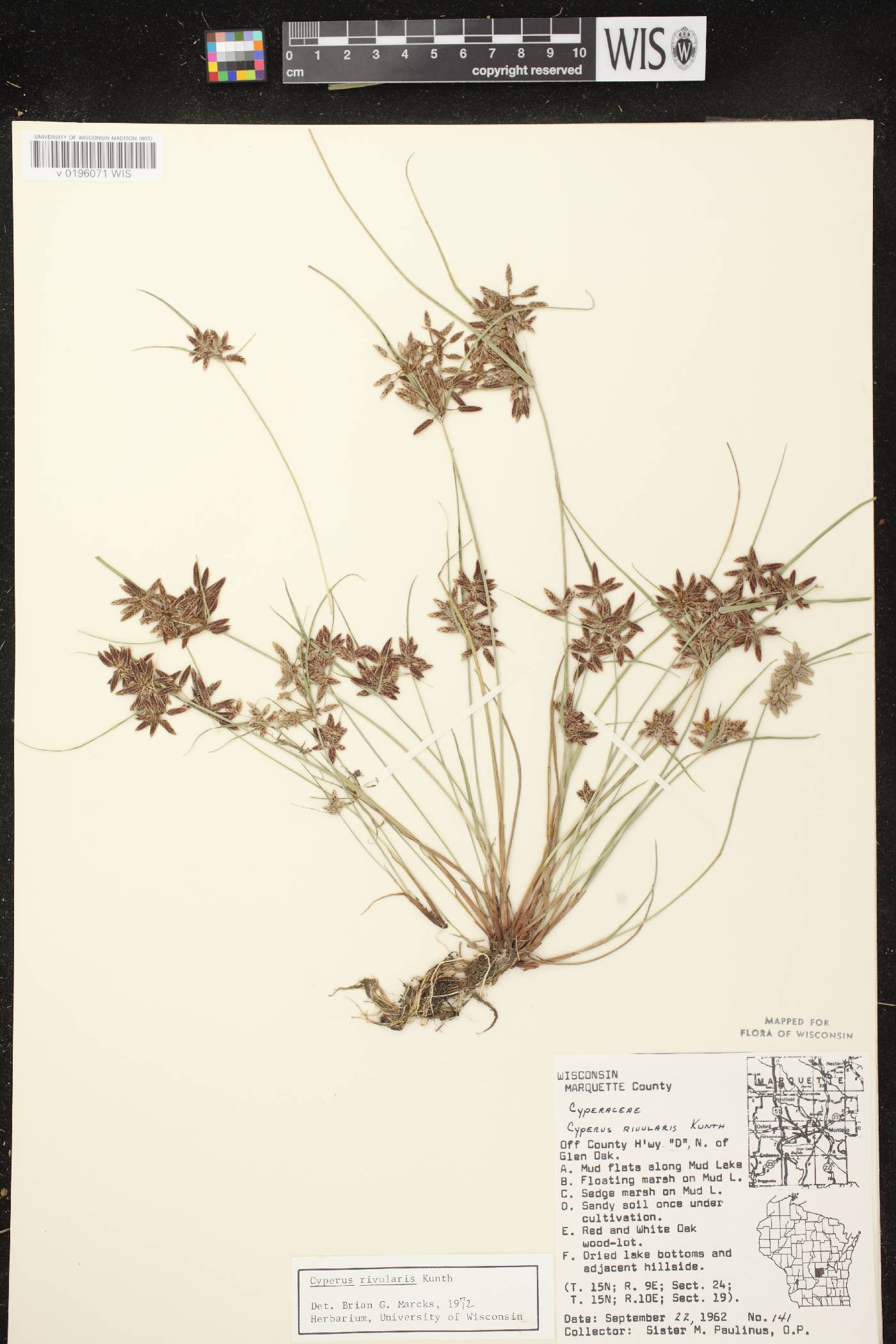 Cyperus bipartitus image