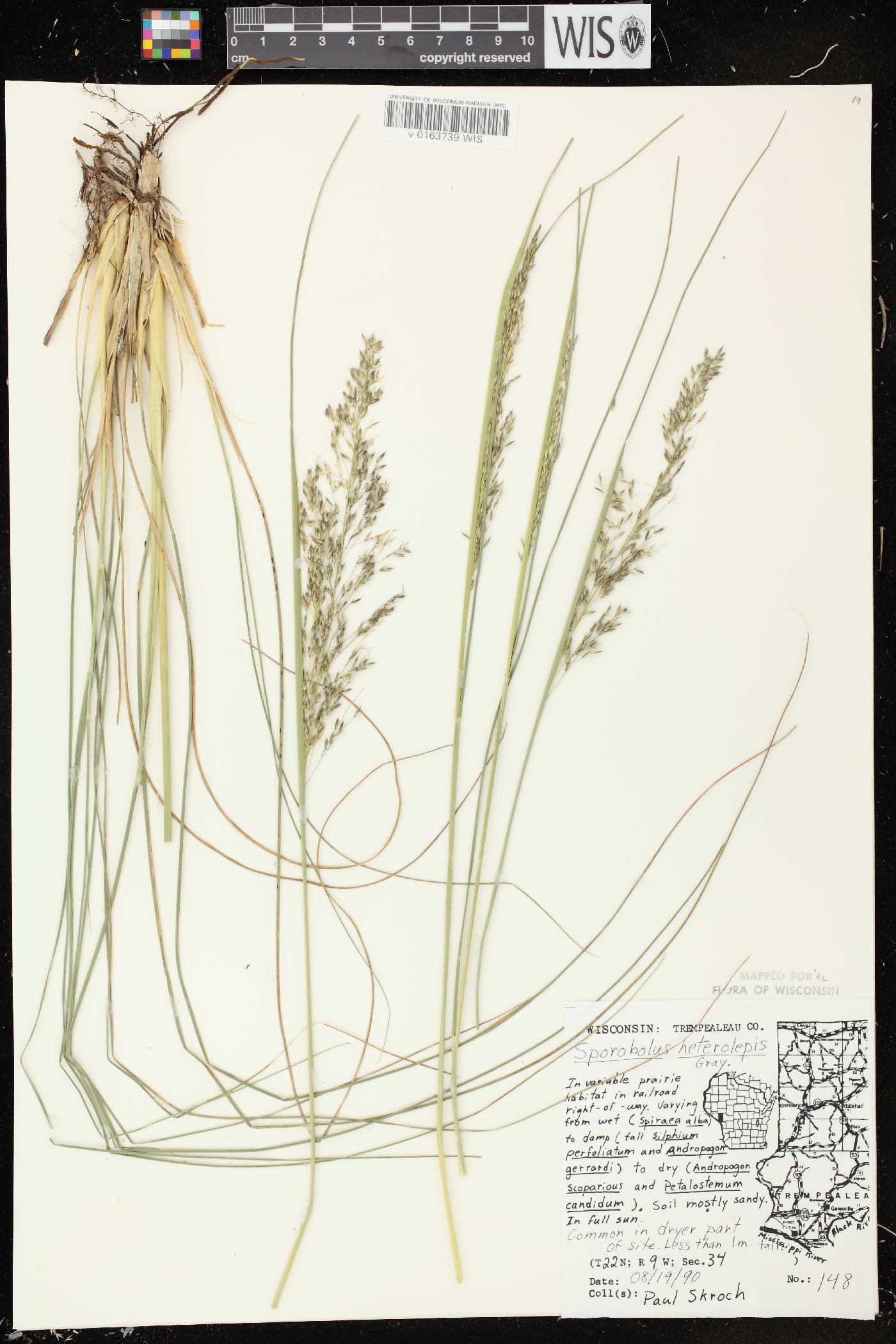 Sporobolus heterolepis image