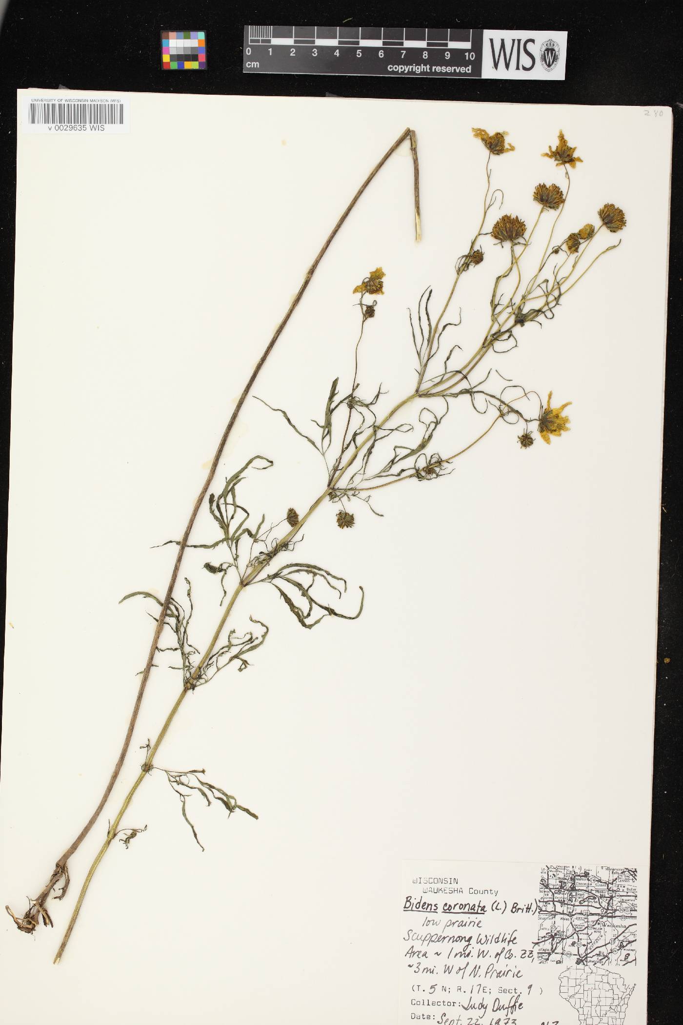 Bidens trichosperma image