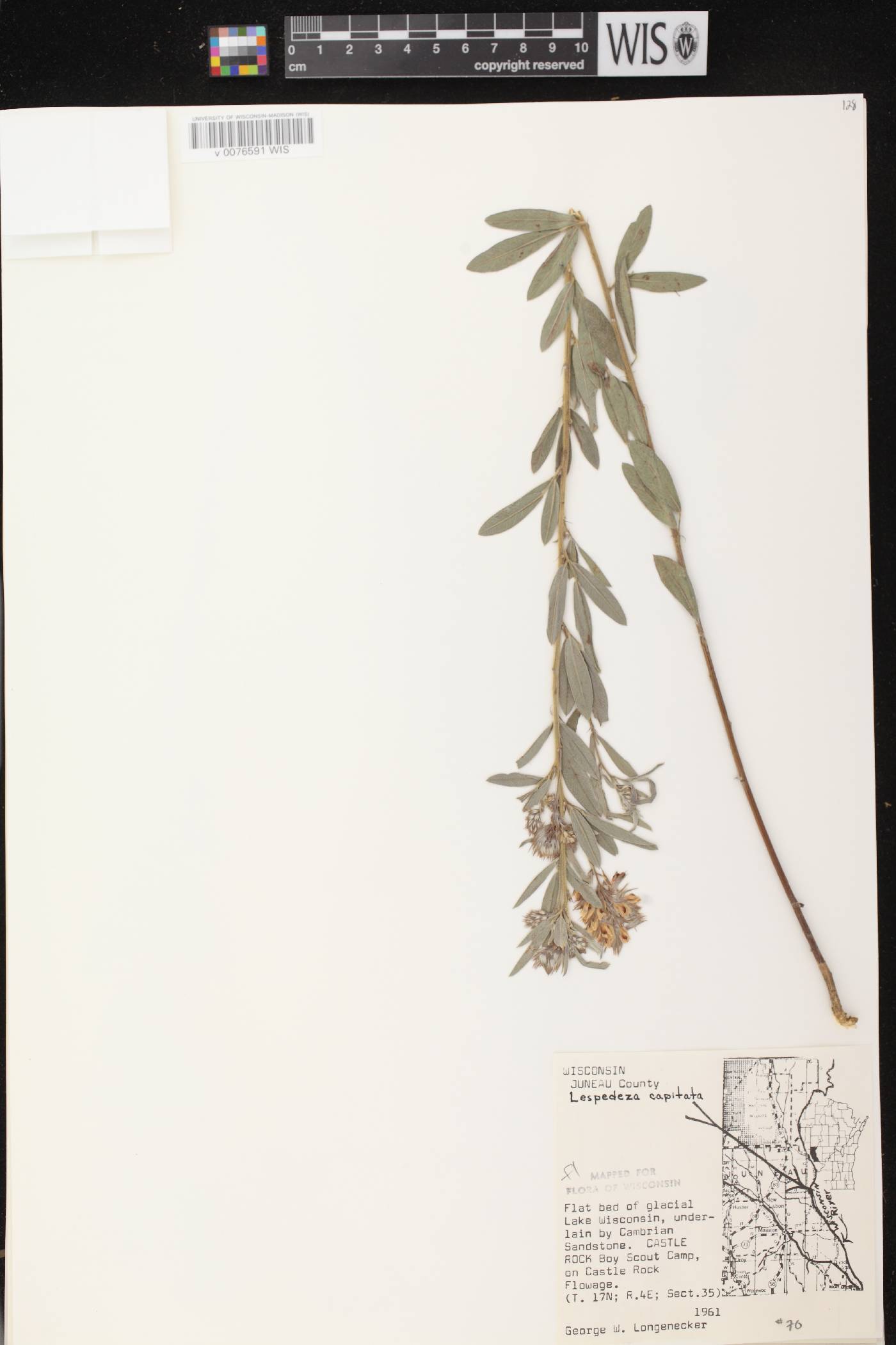 Lespedeza capitata image