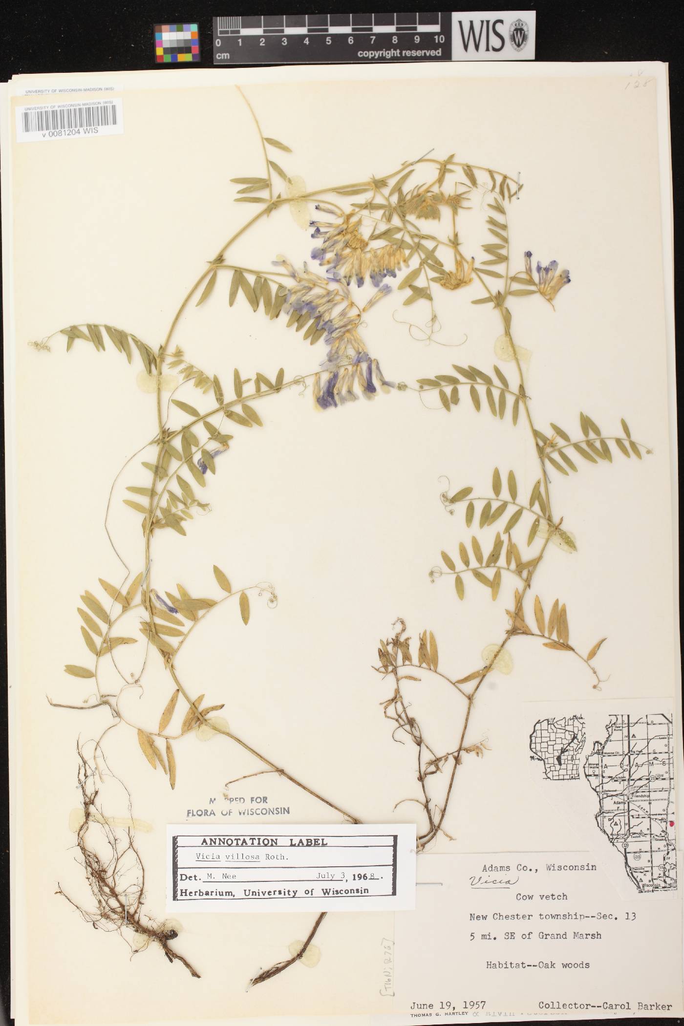 Vicia villosa image