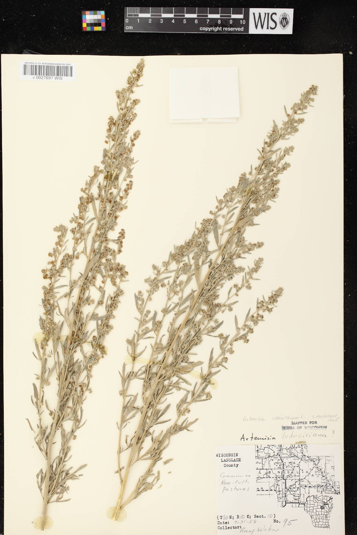 Artemisia absinthium image