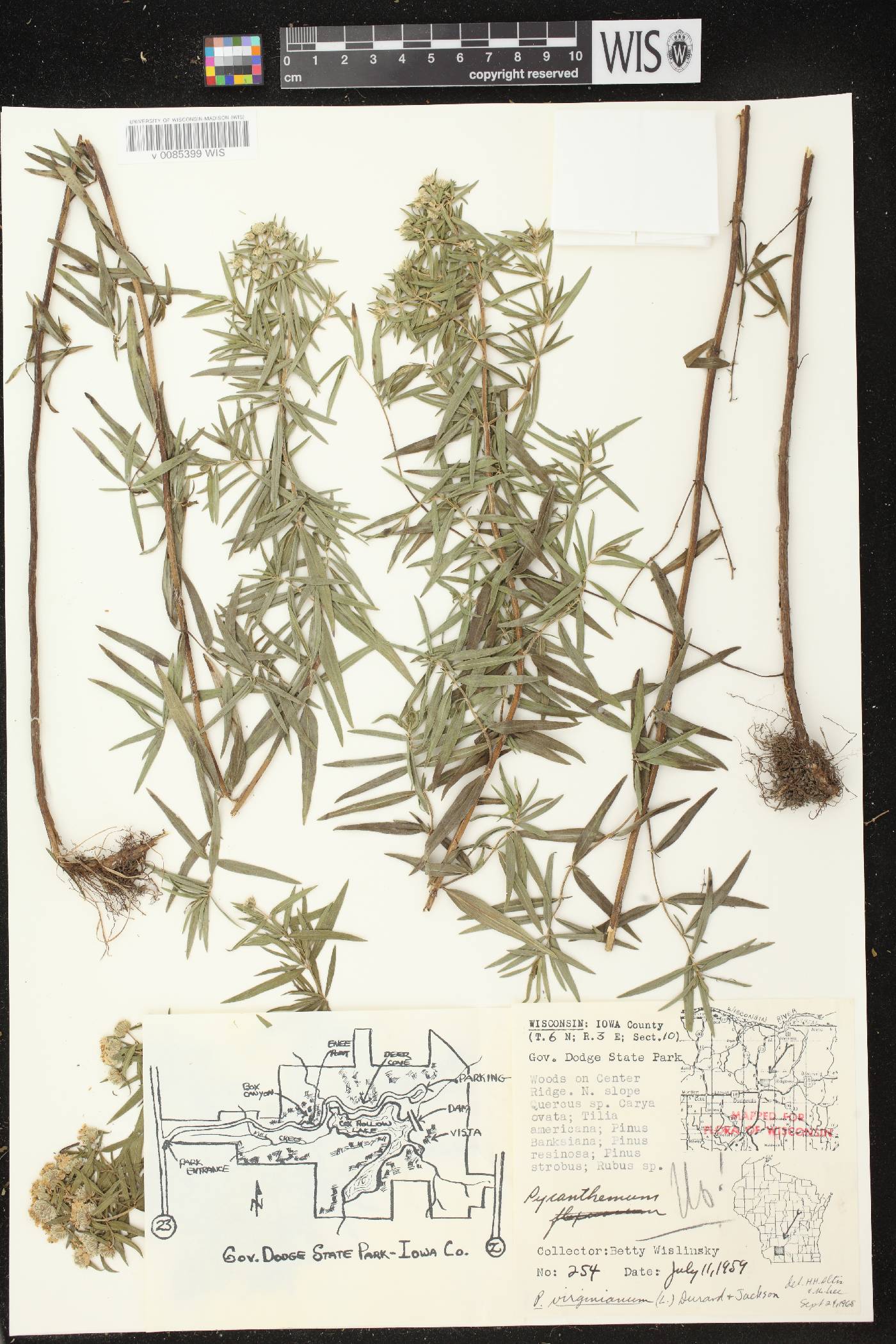 Pycnanthemum virginianum image