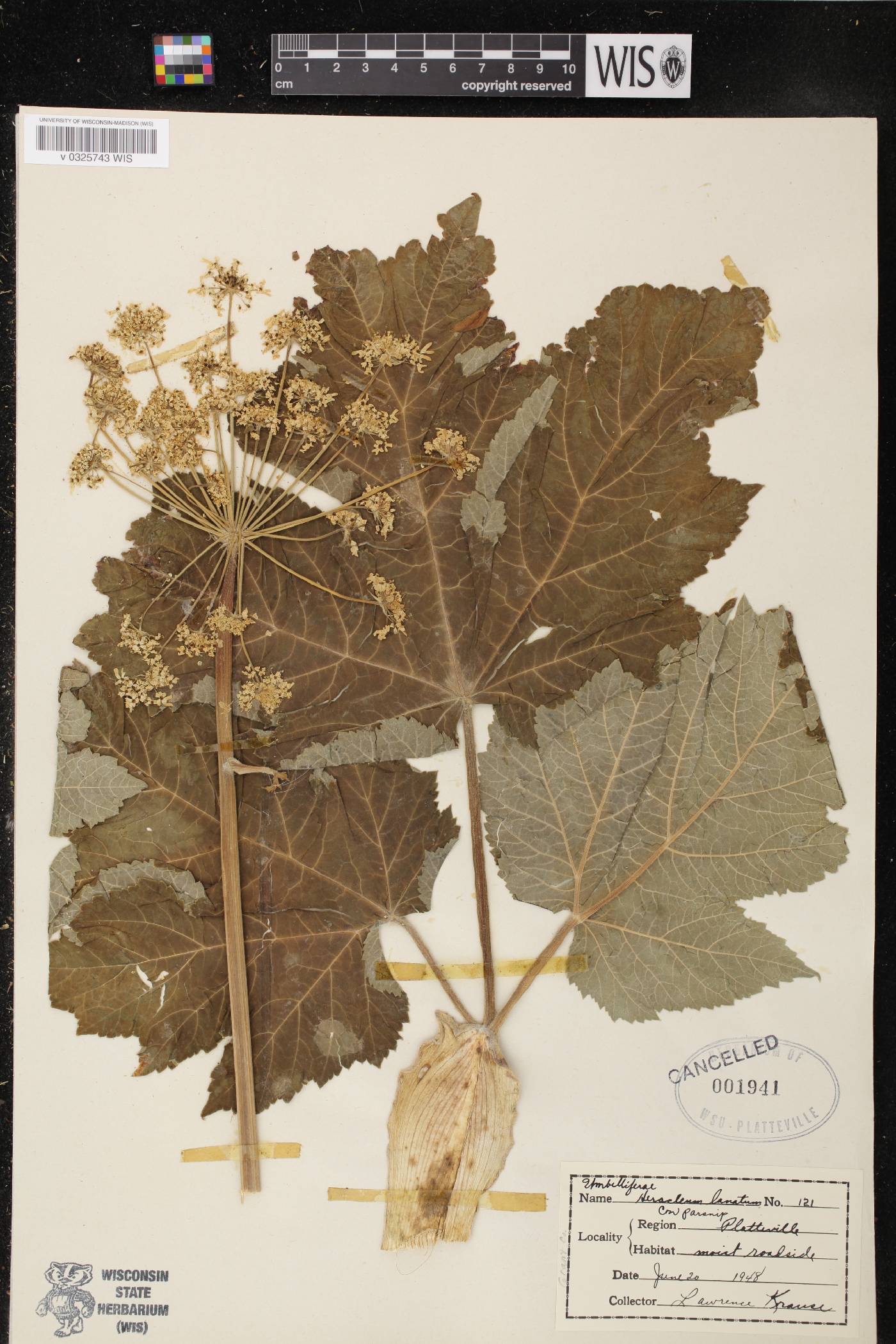 Heracleum maximum image