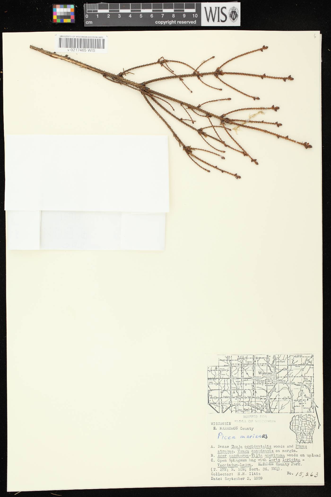 Picea mariana image
