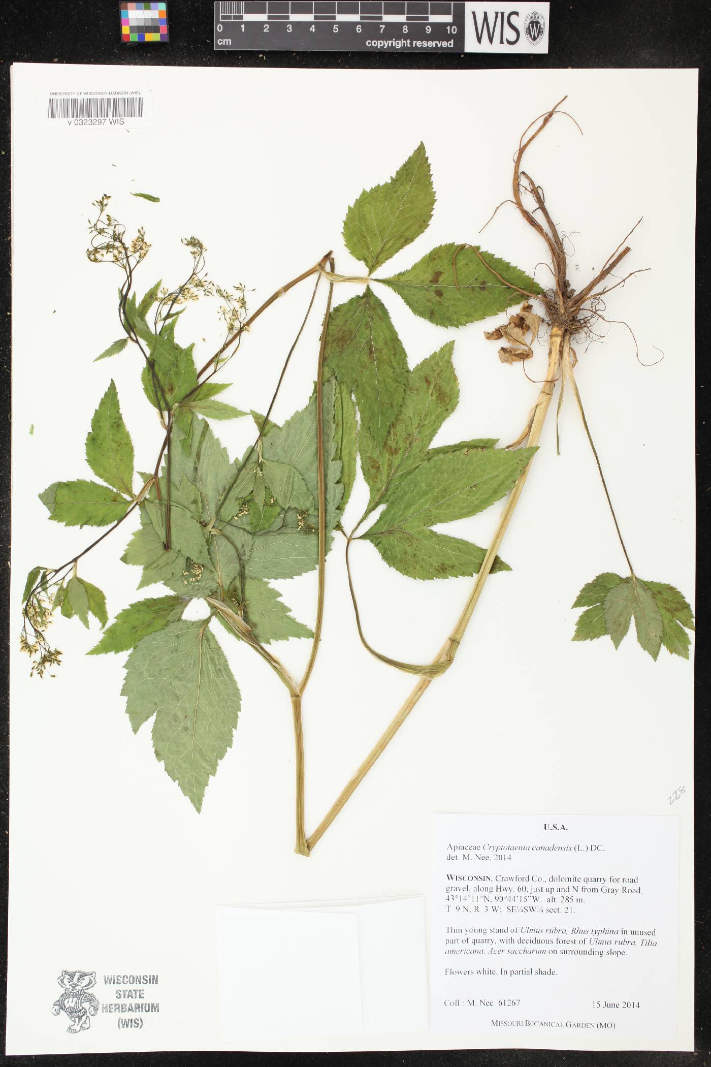 Cryptotaenia canadensis image