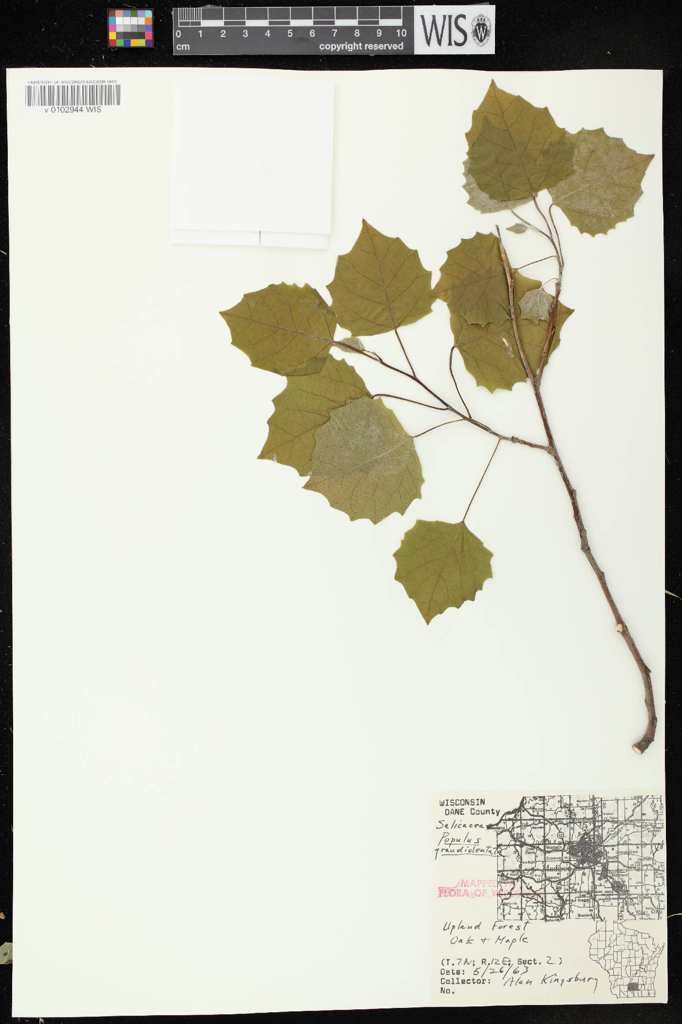 Populus grandidentata image