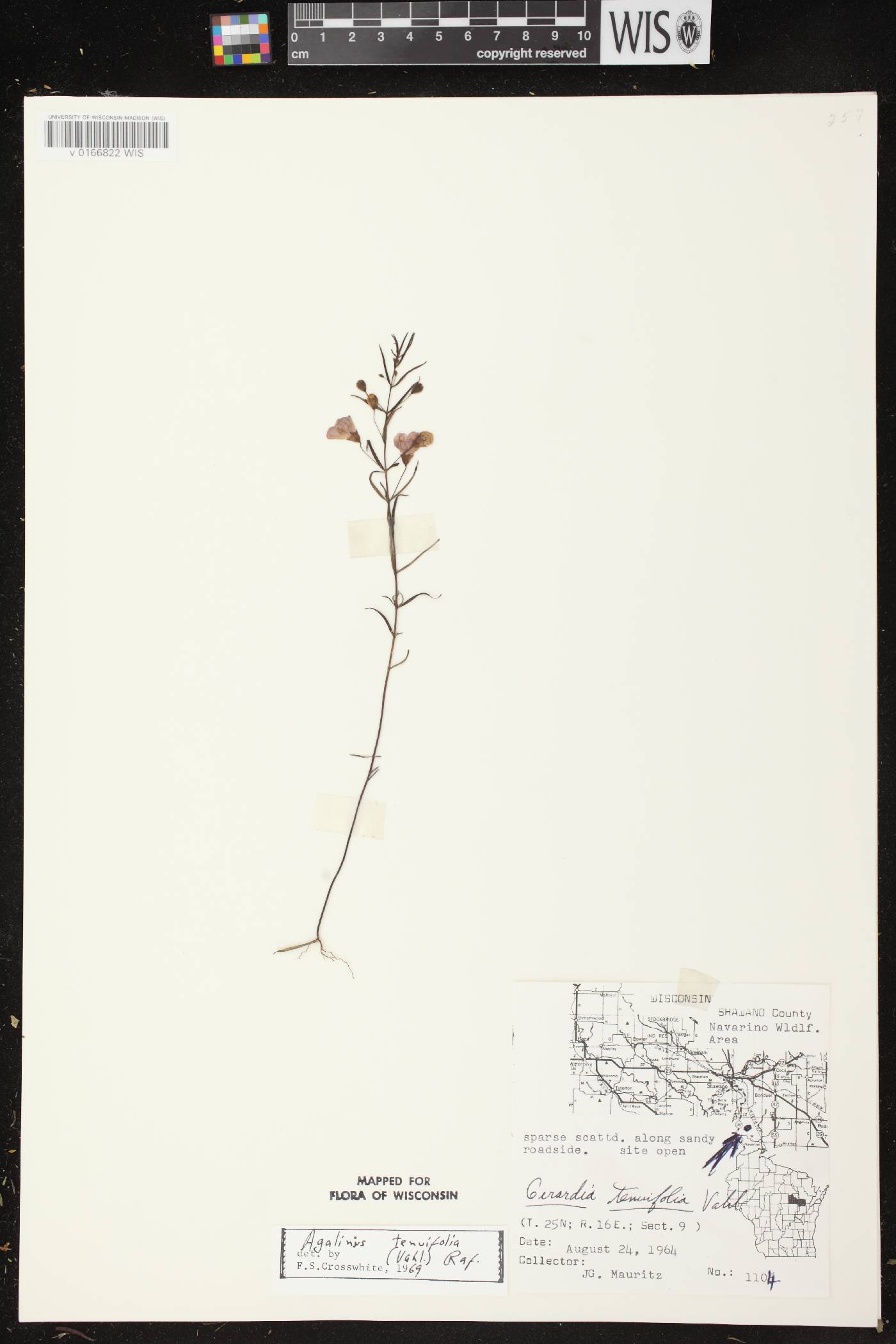 Agalinis tenuifolia image