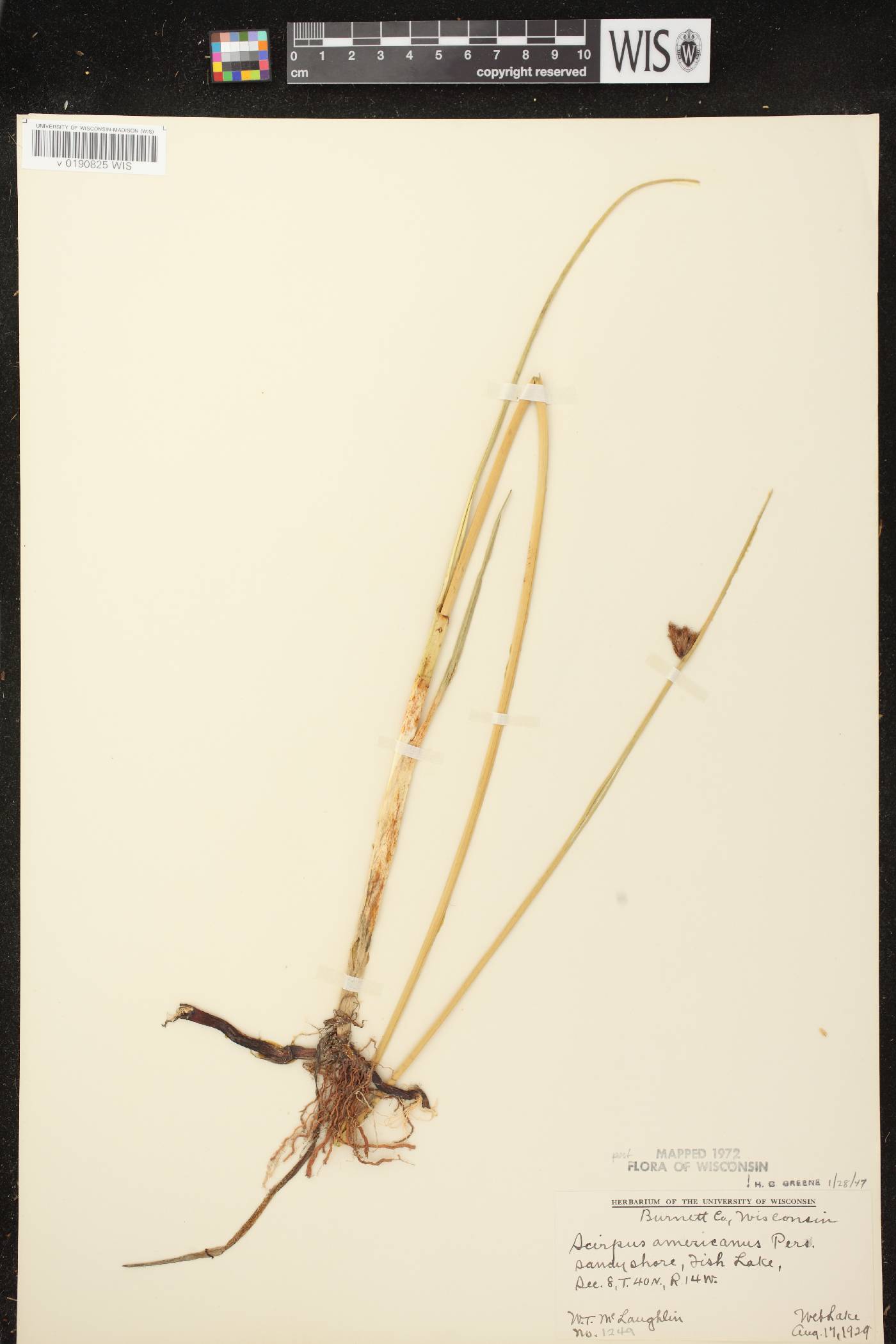 Schoenoplectus pungens image