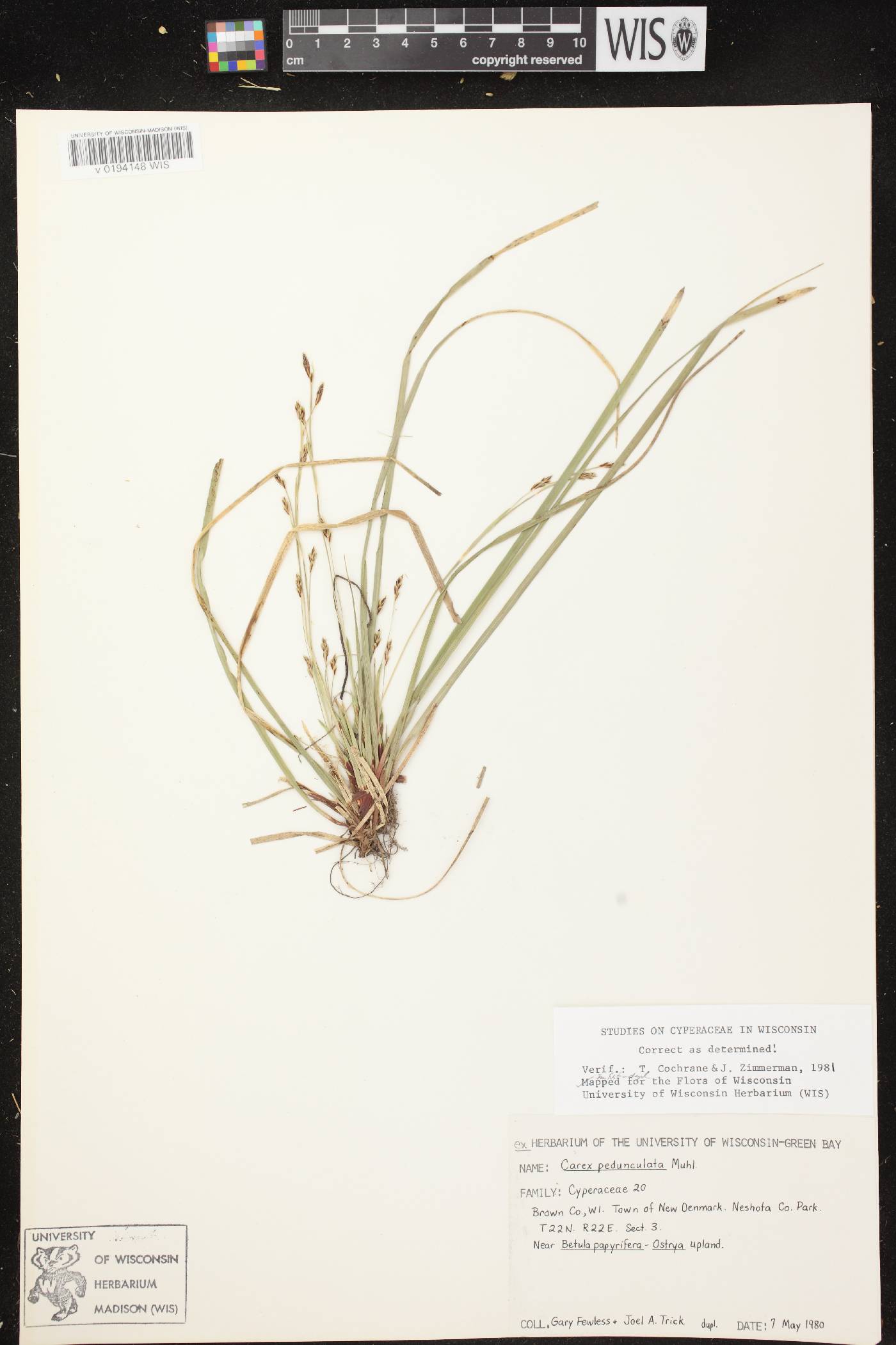 Carex pedunculata image