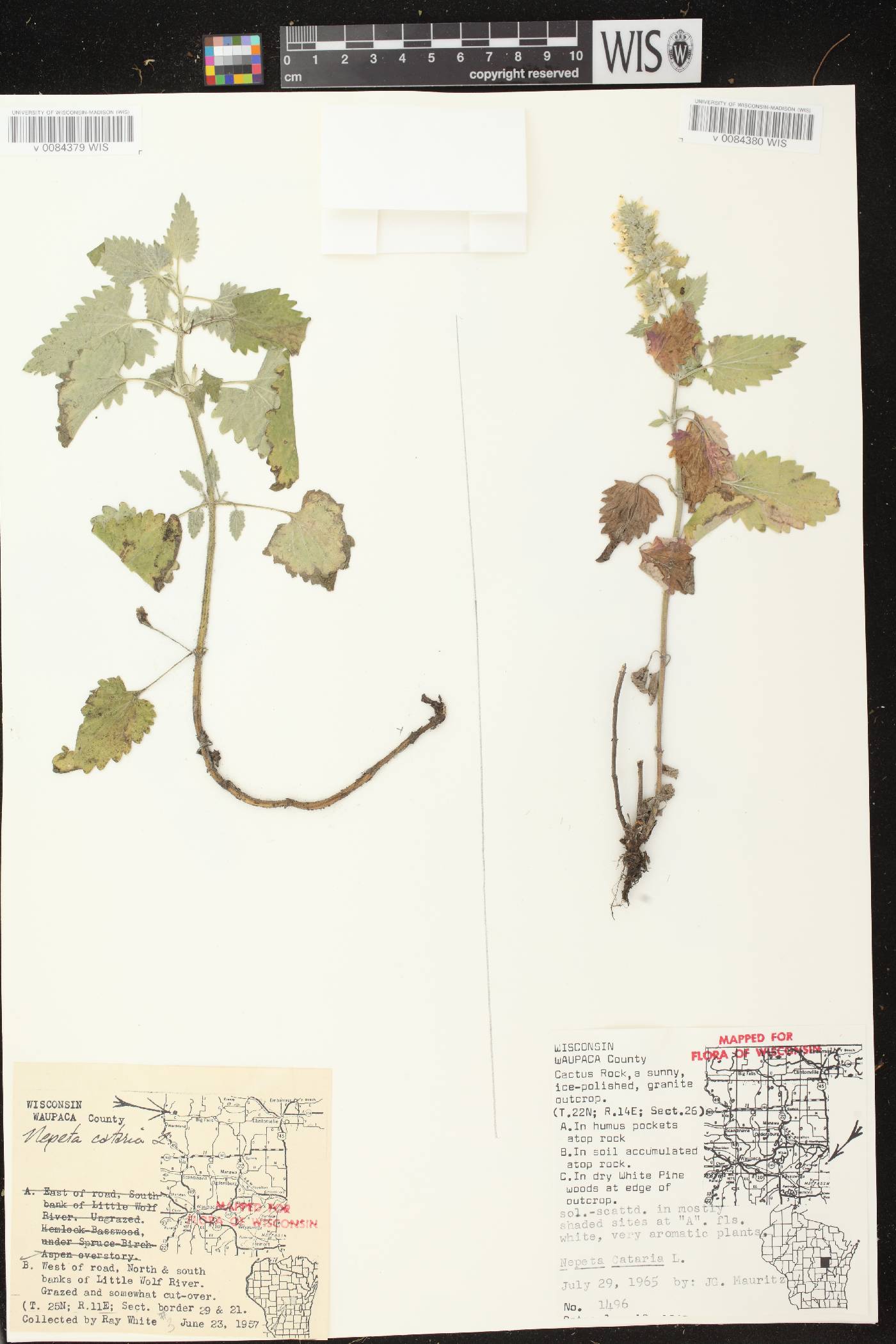 Nepeta cataria image