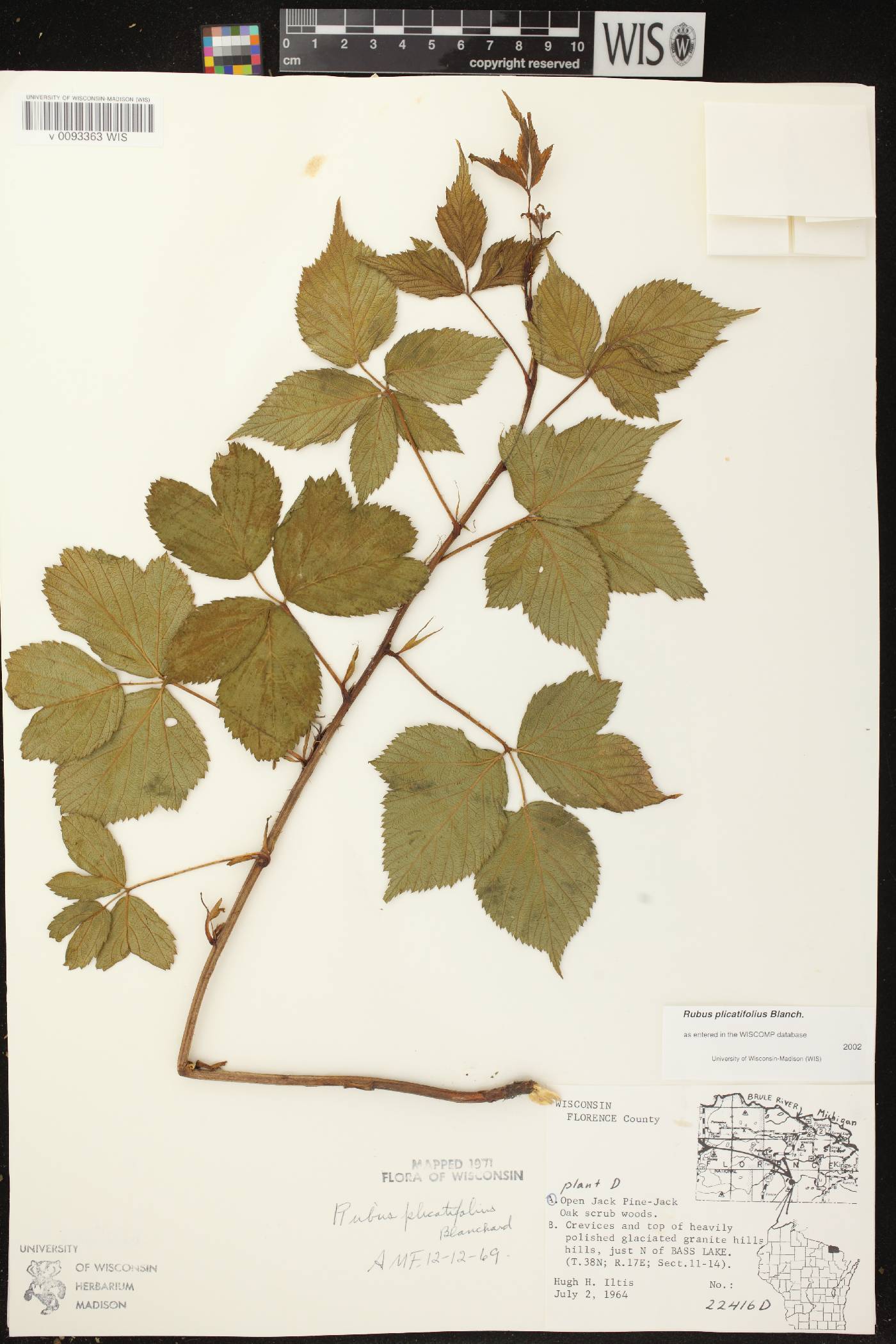 Rubus flagellaris image