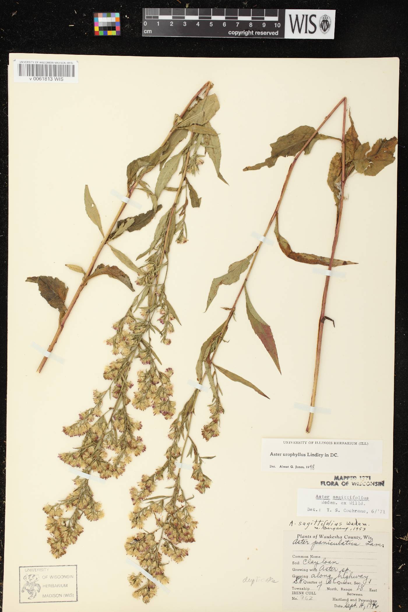 Symphyotrichum urophyllum image