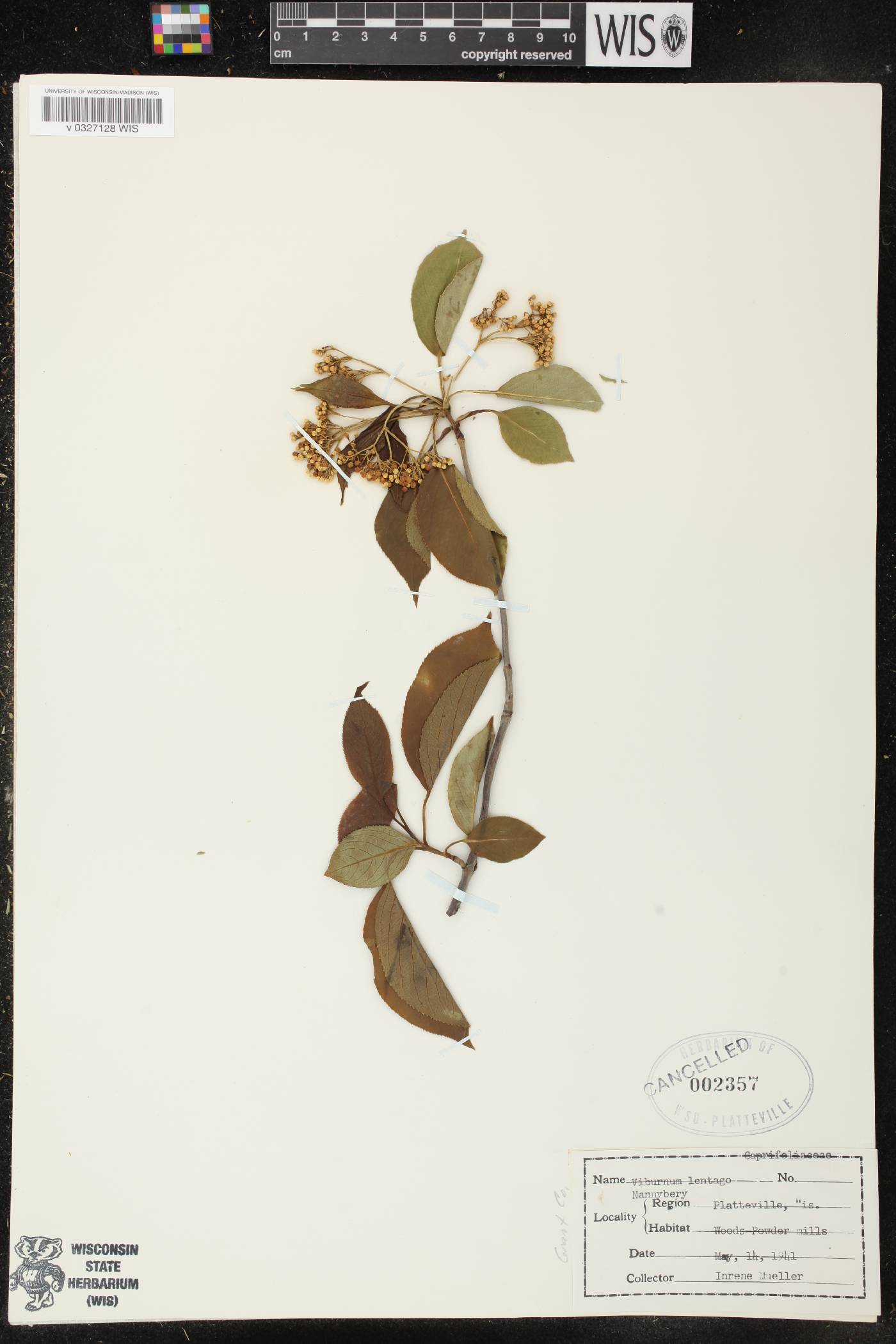 Viburnum lentago image