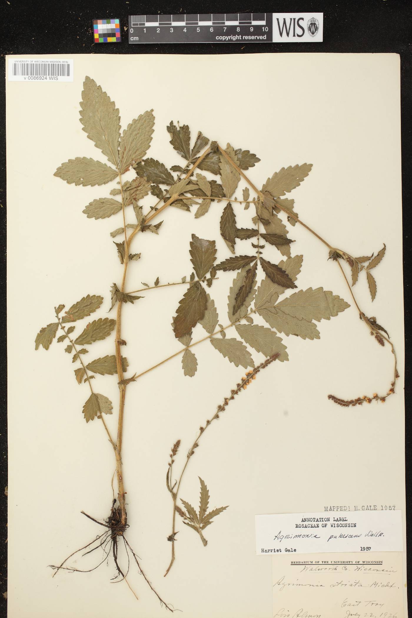 Agrimonia pubescens image