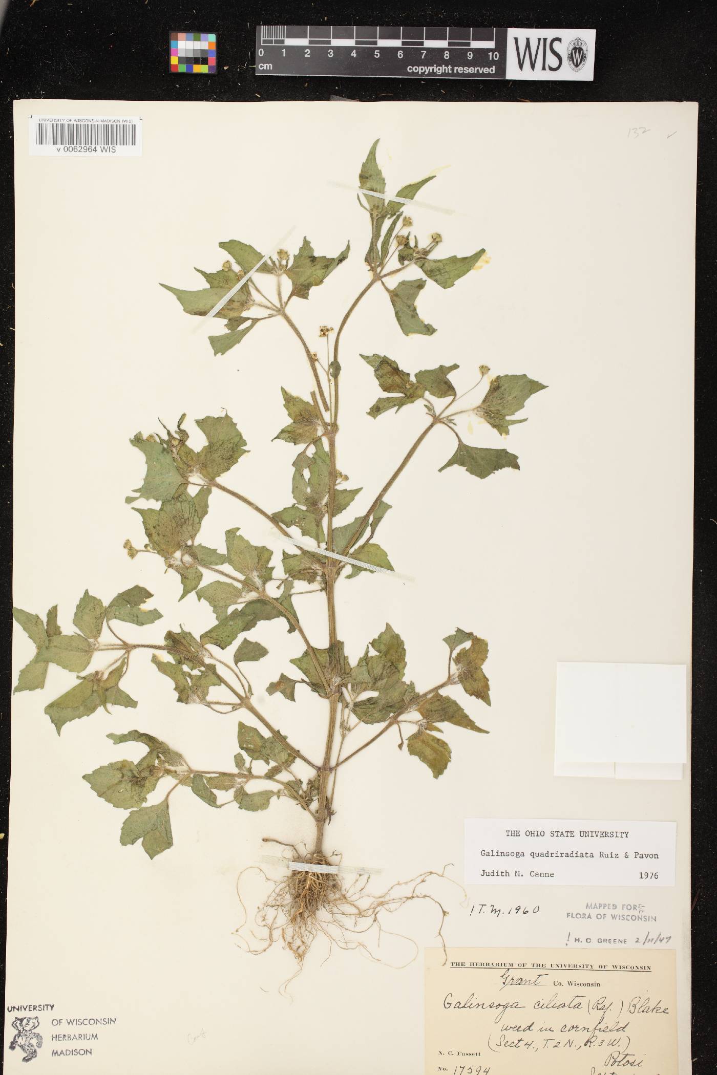 Galinsoga quadriradiata image