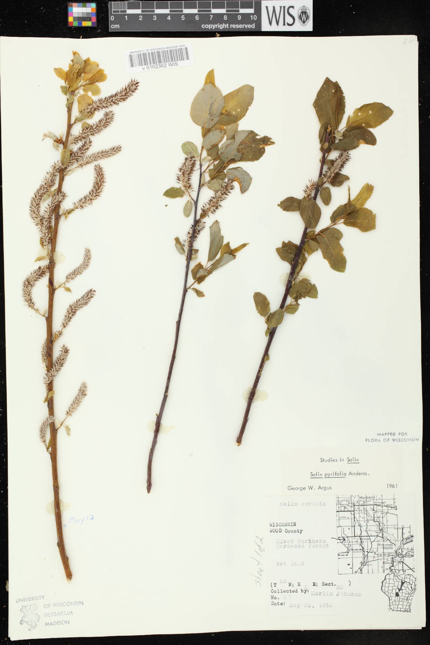 Salix pyrifolia image