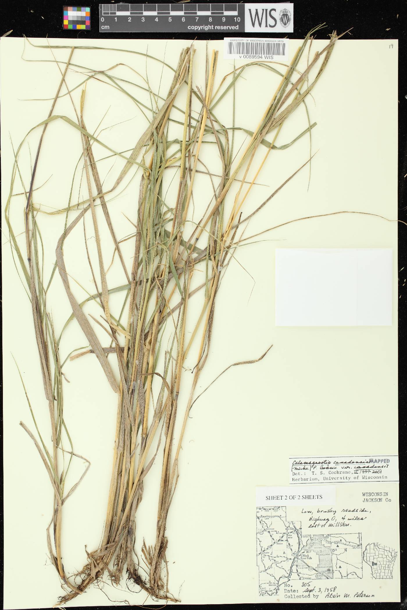 Calamagrostis canadensis var. canadensis image