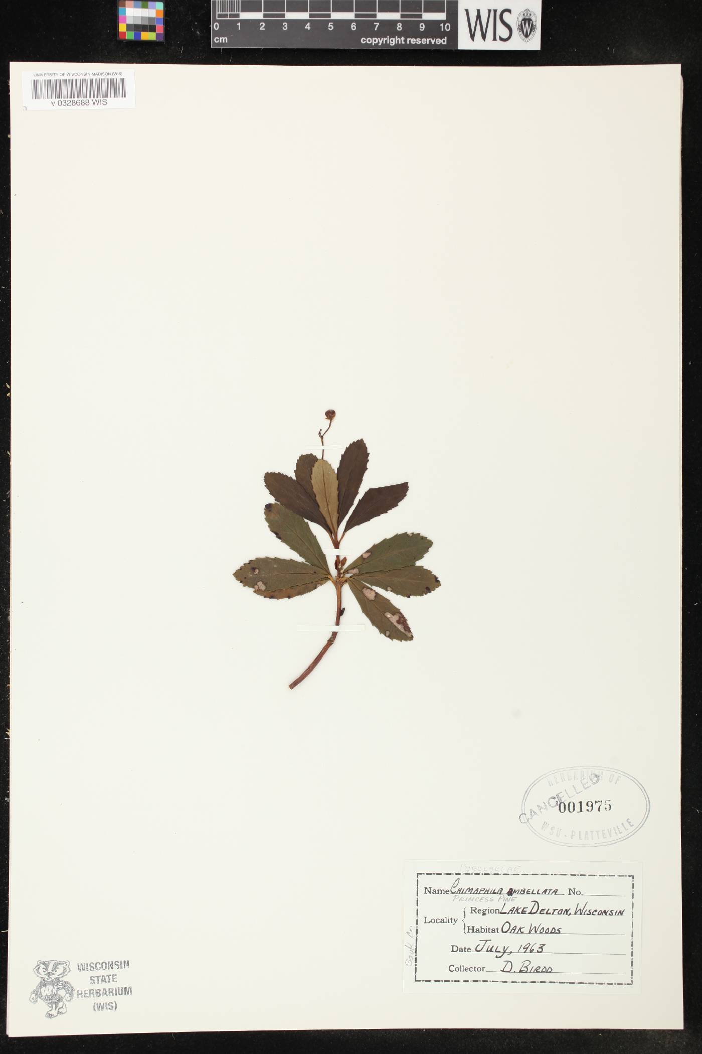 Chimaphila umbellata image