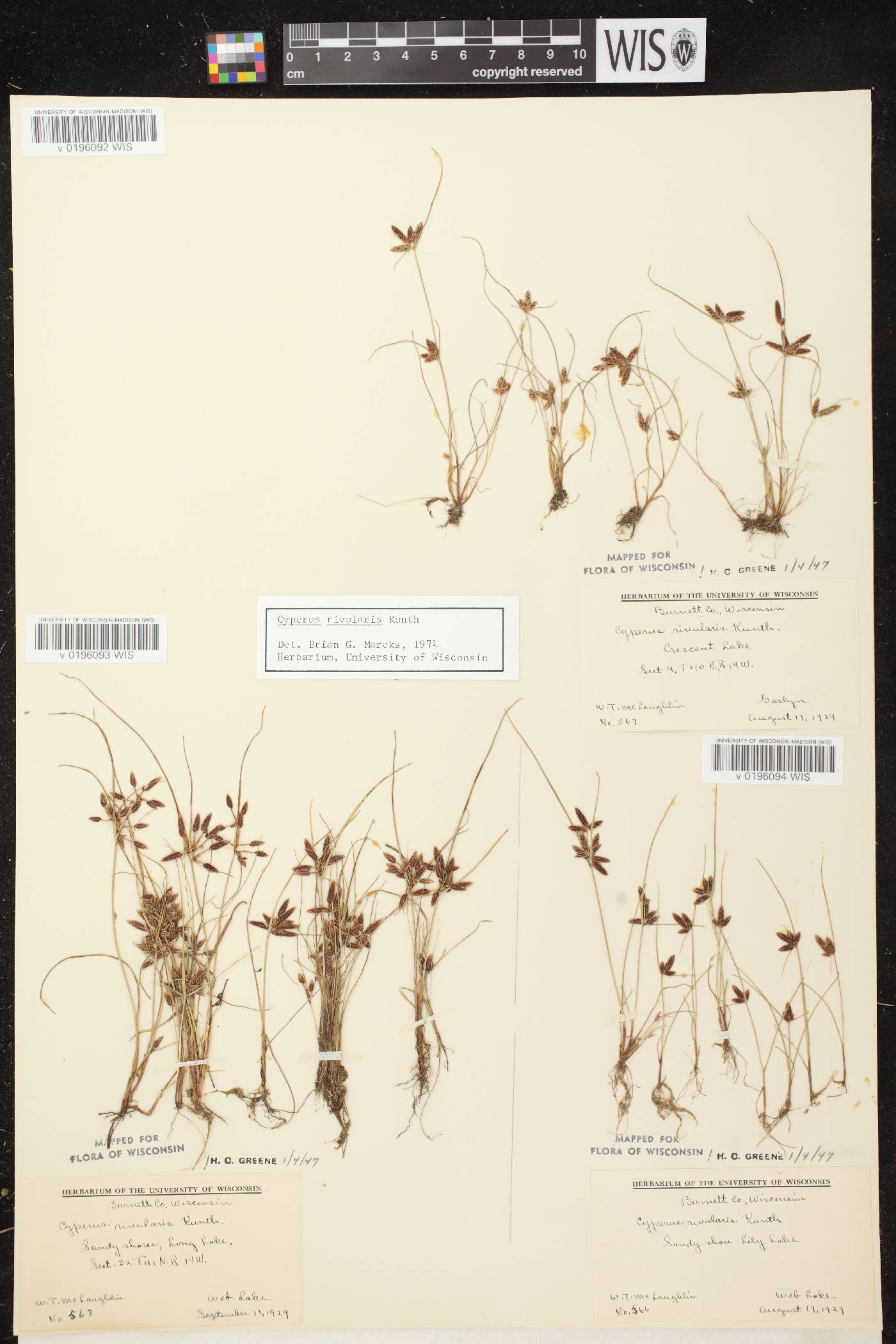 Cyperus bipartitus image