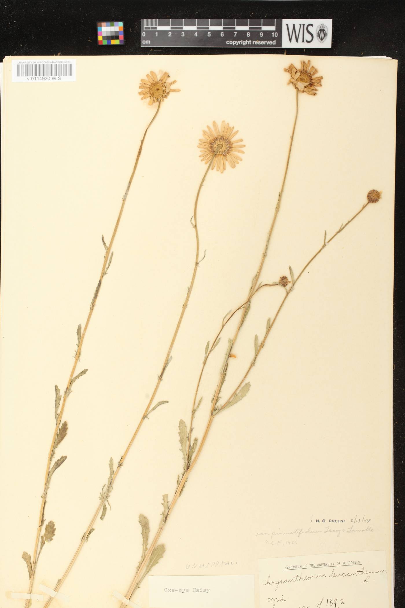 Leucanthemum vulgare image